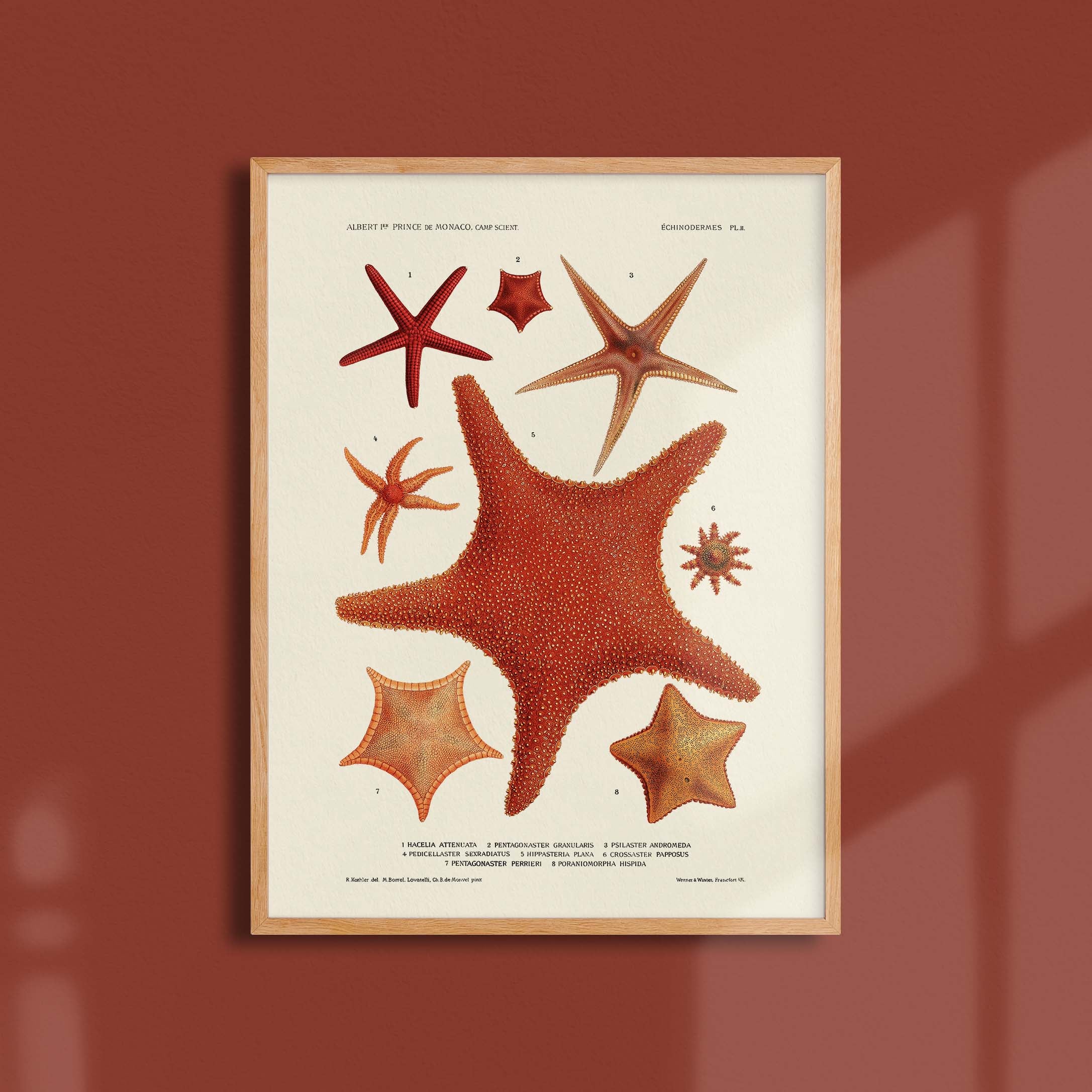 Affiche océan - Les étoiles de mer - 1-oneart.fr