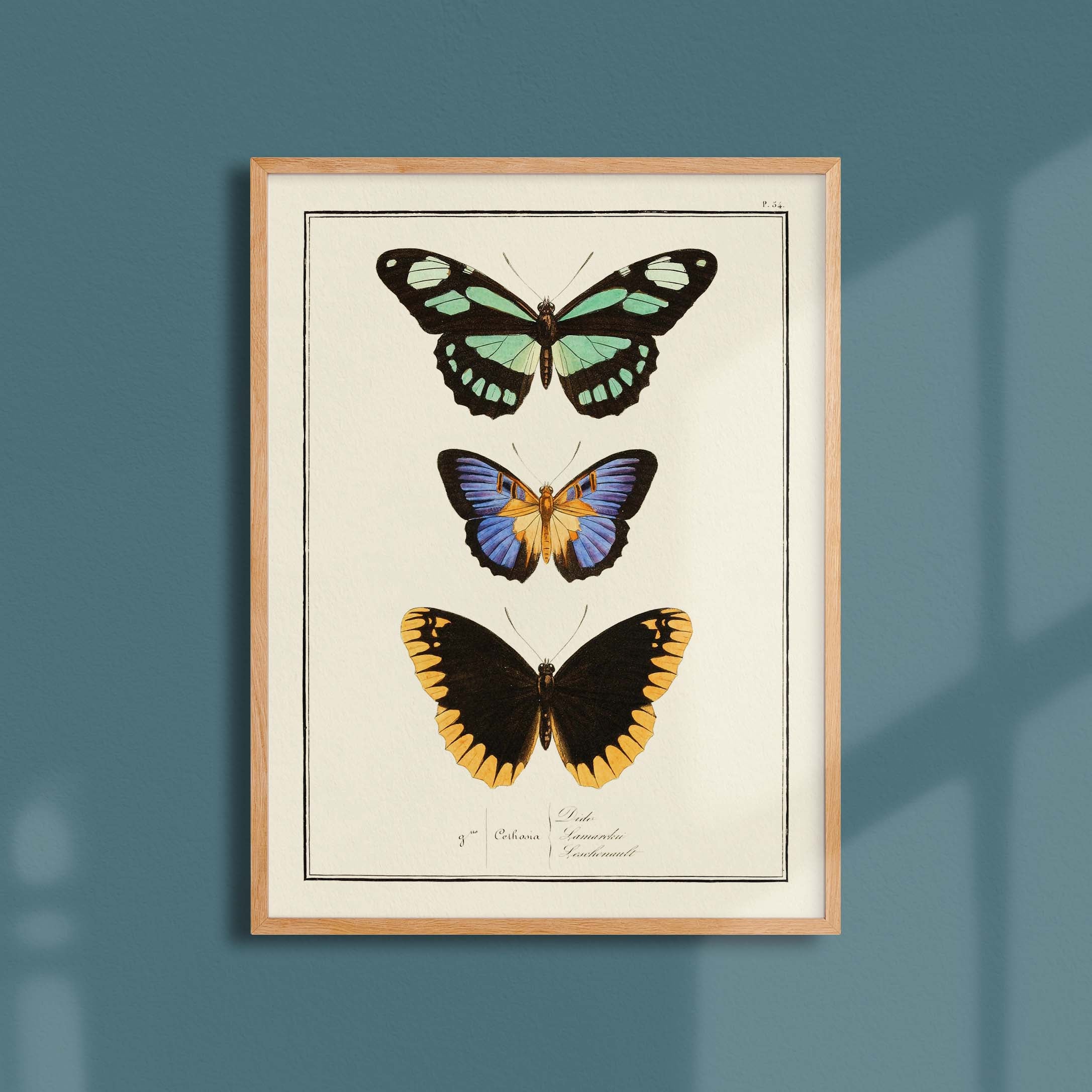 Planche d'entomologie Papillons - N°54-oneart.fr