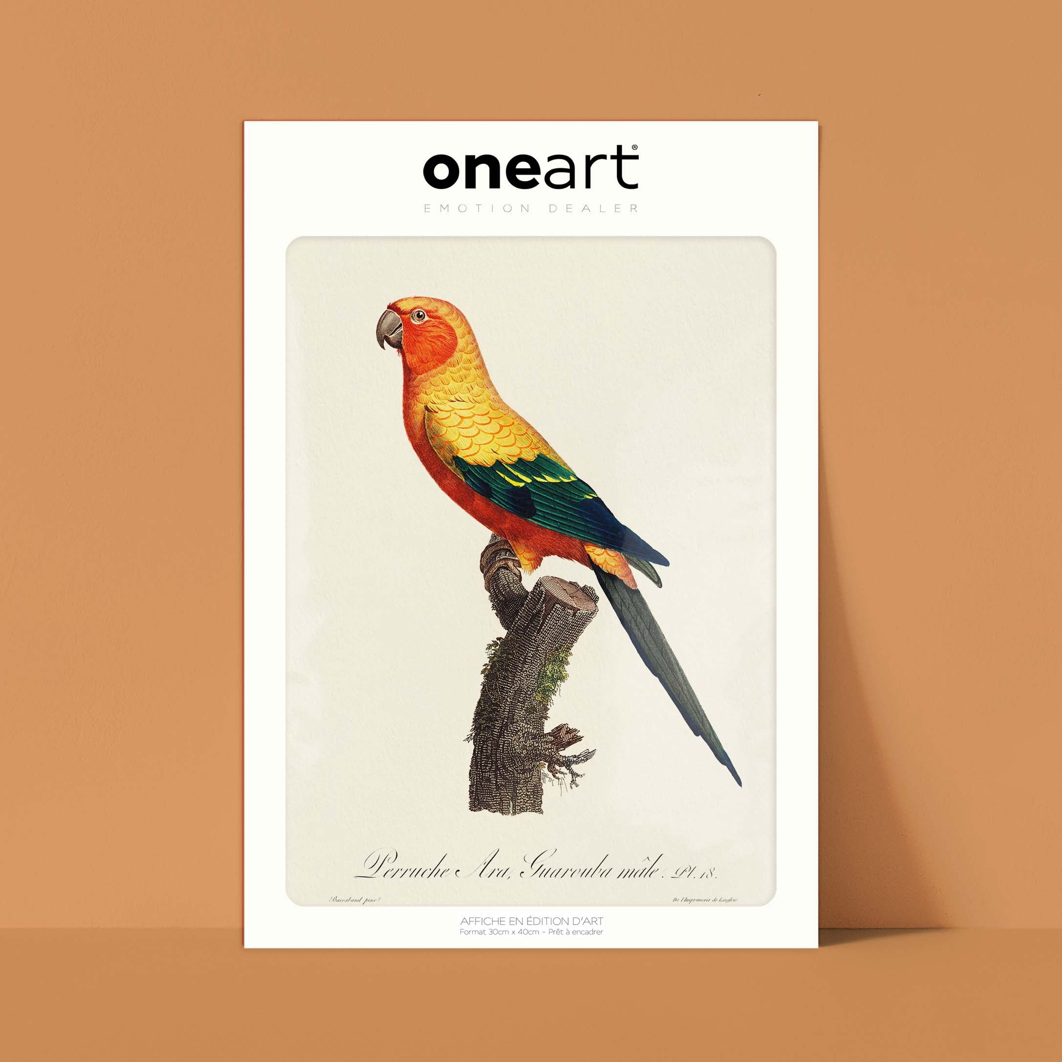 Planche d'ornithologie - La perruche Ara Guarouba Mâle-oneart.fr