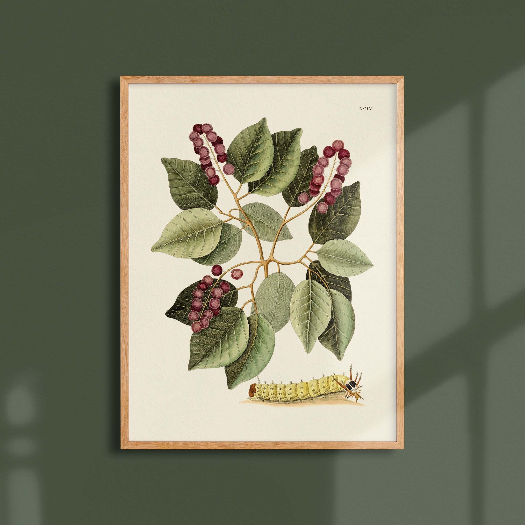 Planche botanique - Grande chenille cornue-oneart.fr