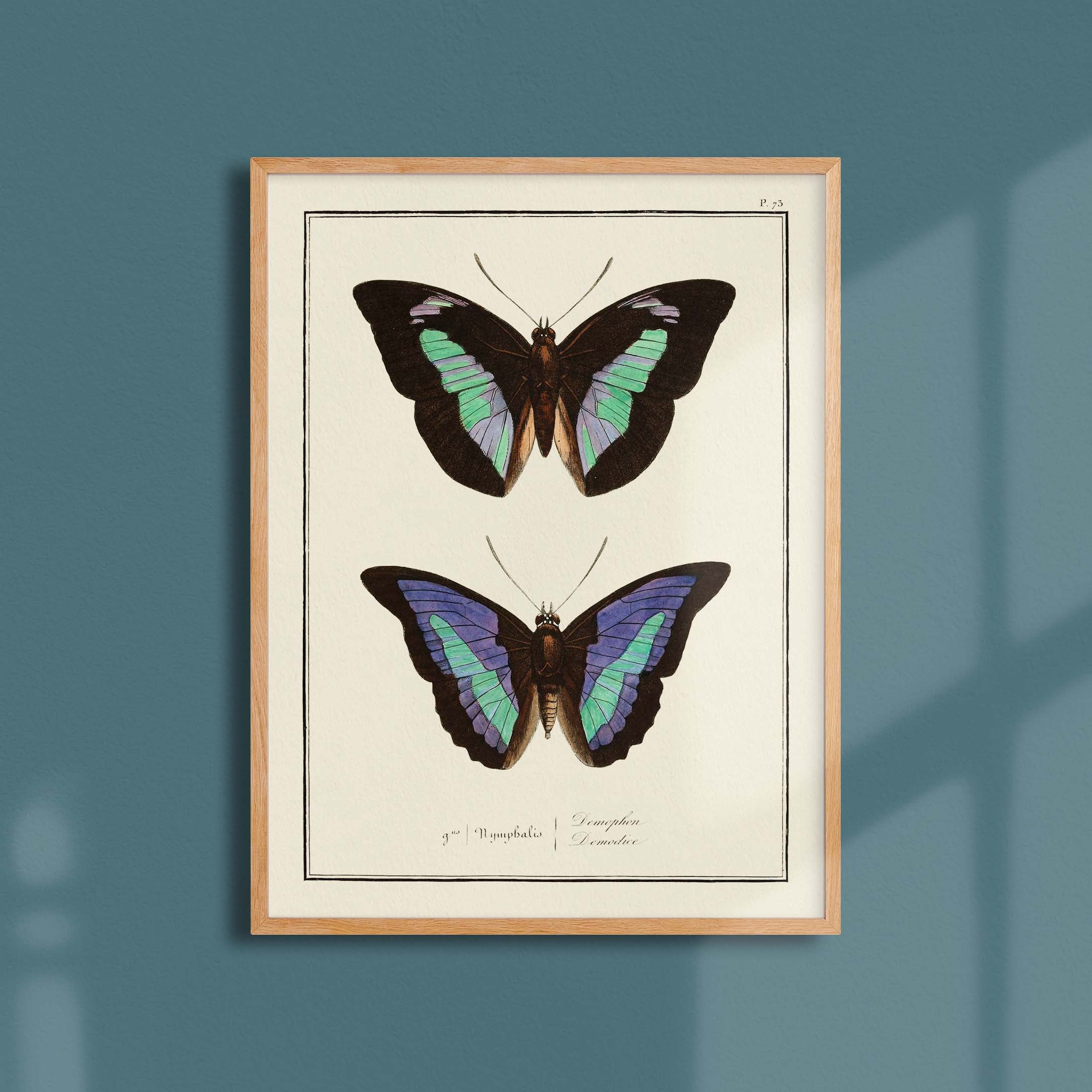 Planche d'entomologie Papillons - N°73-oneart.fr