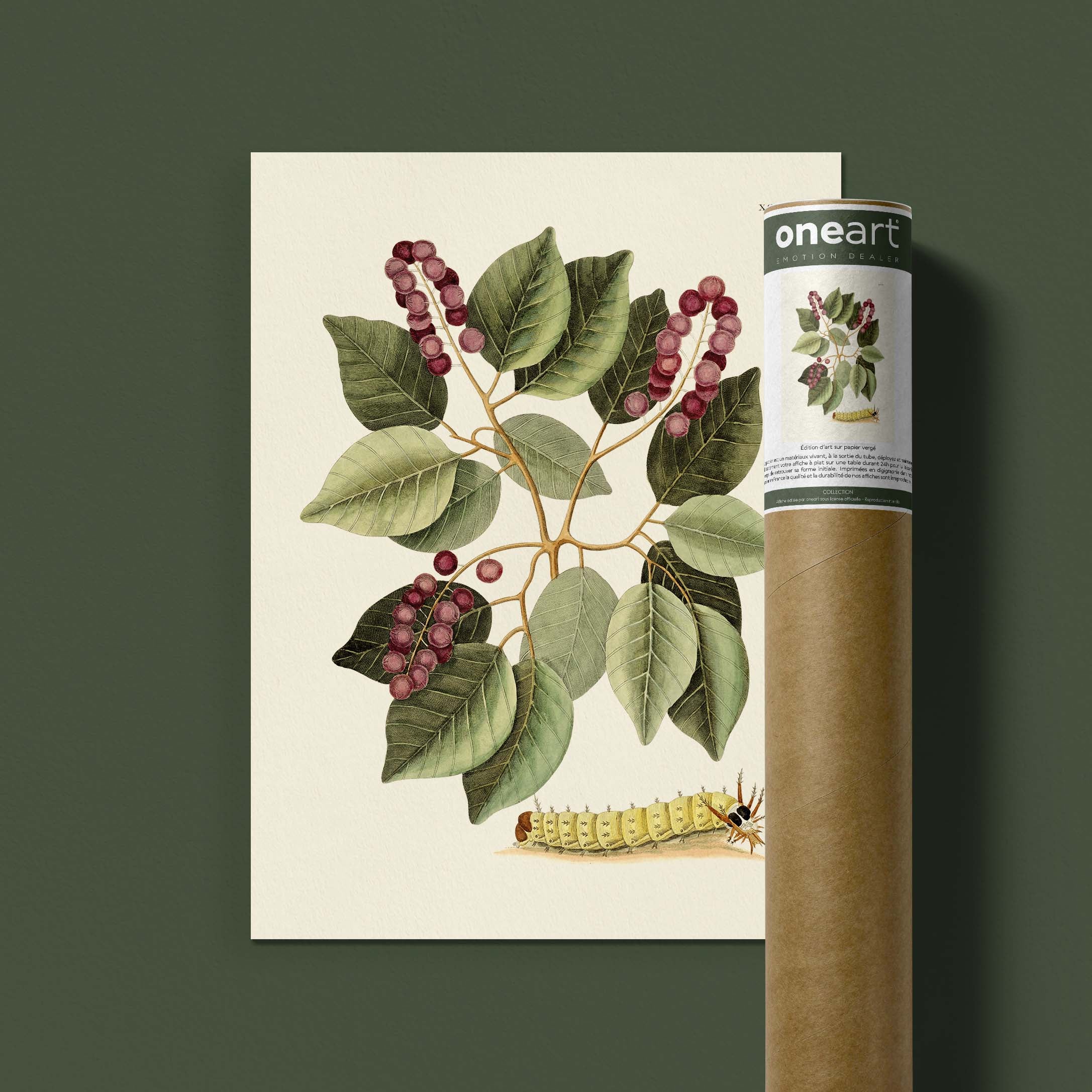 Planche botanique - Grande chenille cornue-oneart.fr