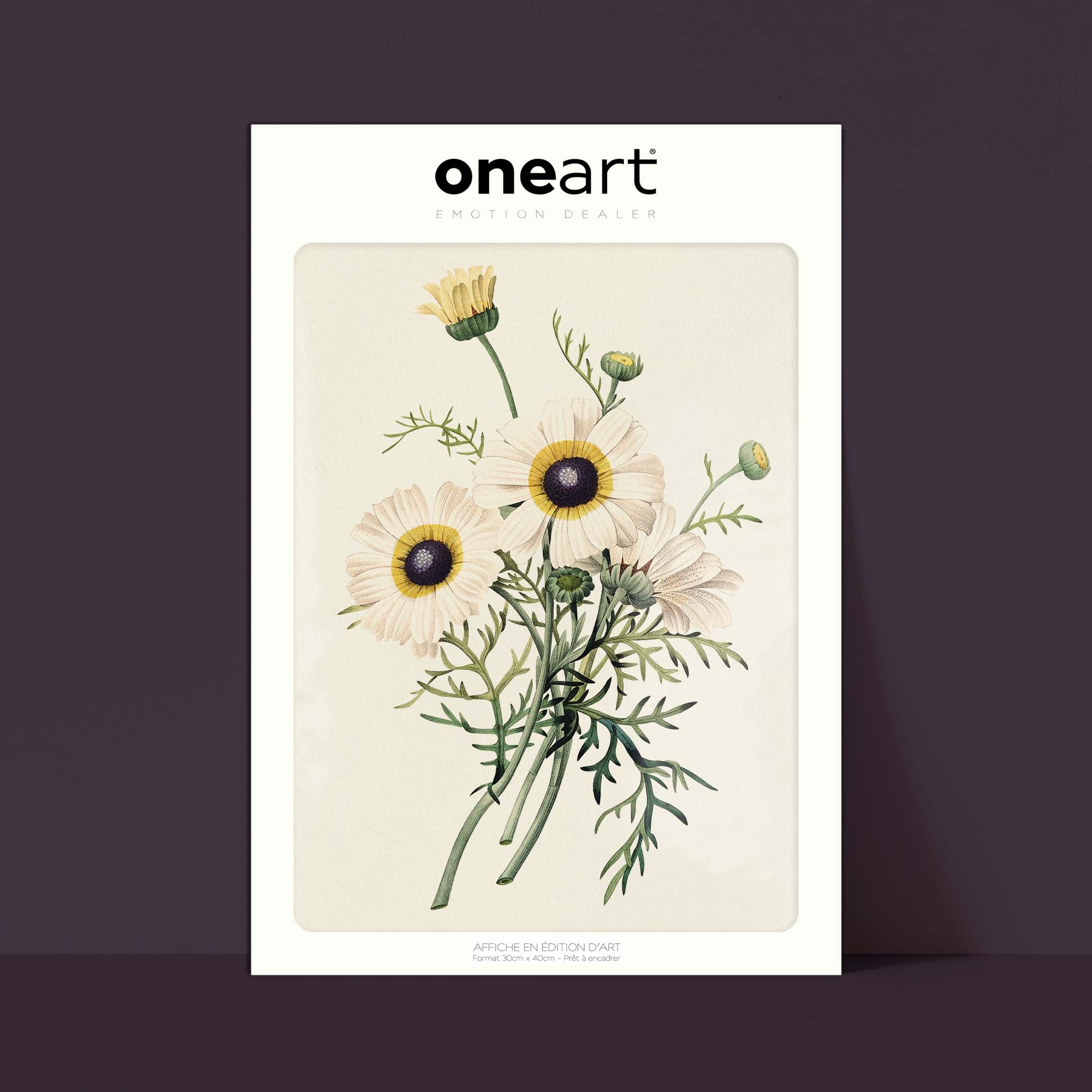Planche botanique - Chrysanthème carené-oneart.fr