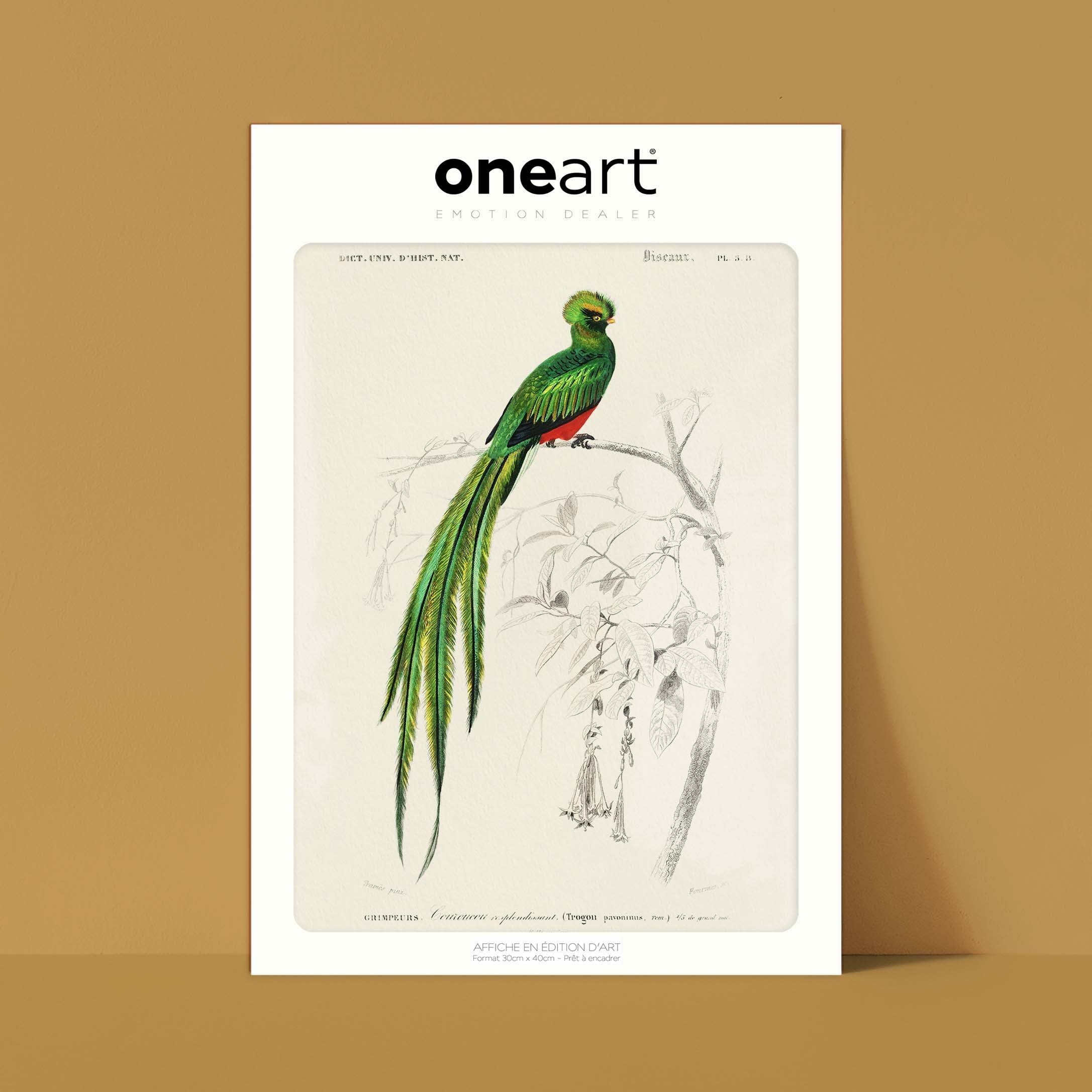 Planche de zoologie - Le couroucou-oneart.fr