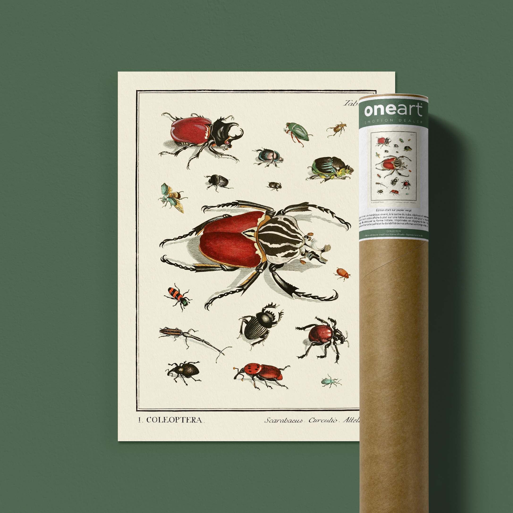 Planche d'entomologie - Coleoptera - 1-oneart.fr