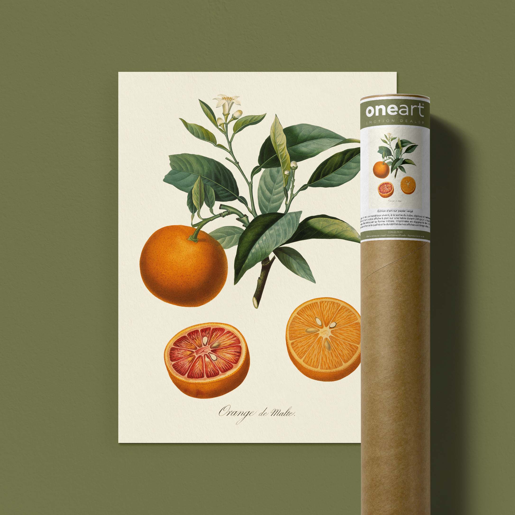Planche botanique fruit - Orange de Malte-oneart.fr