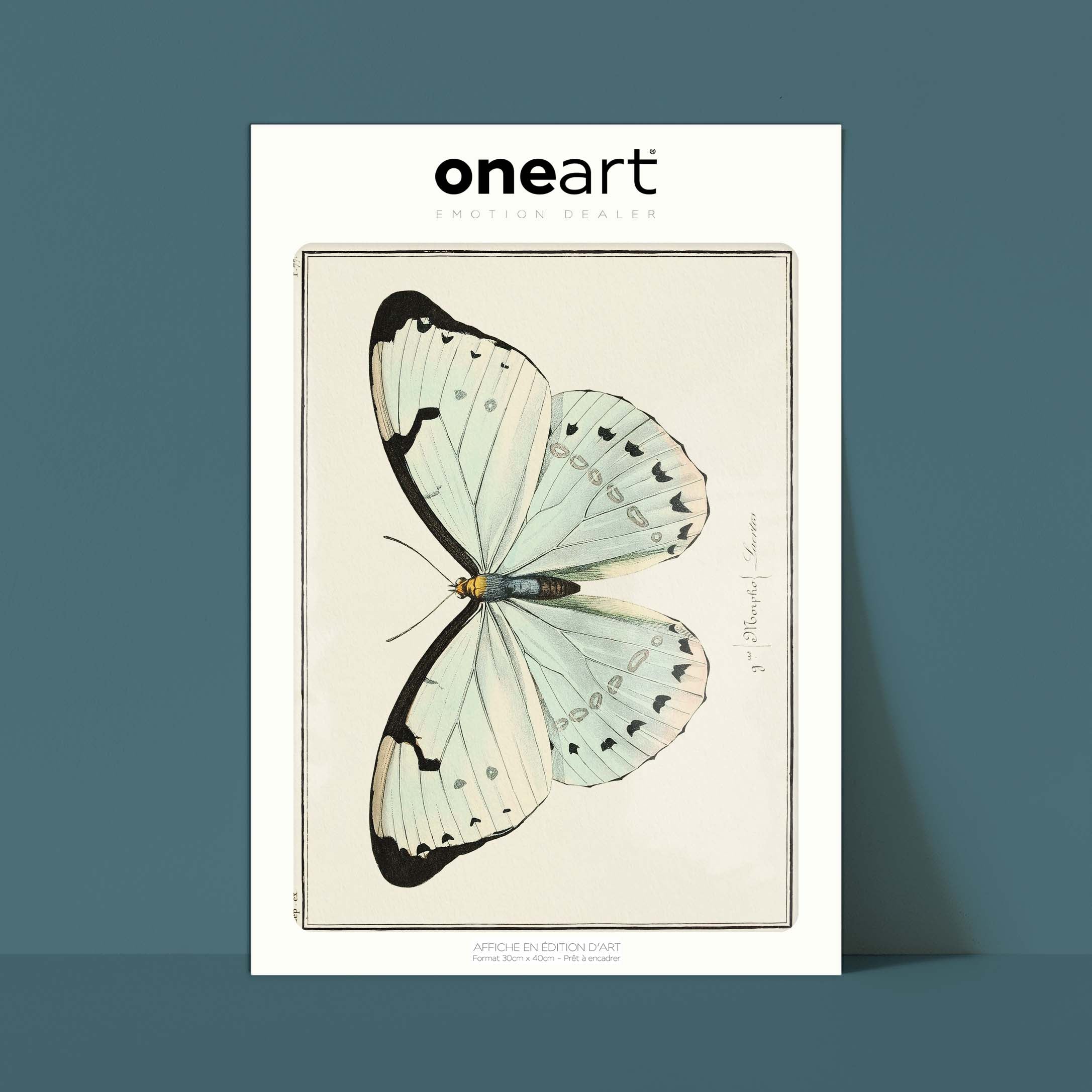 Planche d'entomologie Papillon - N°77-oneart.fr