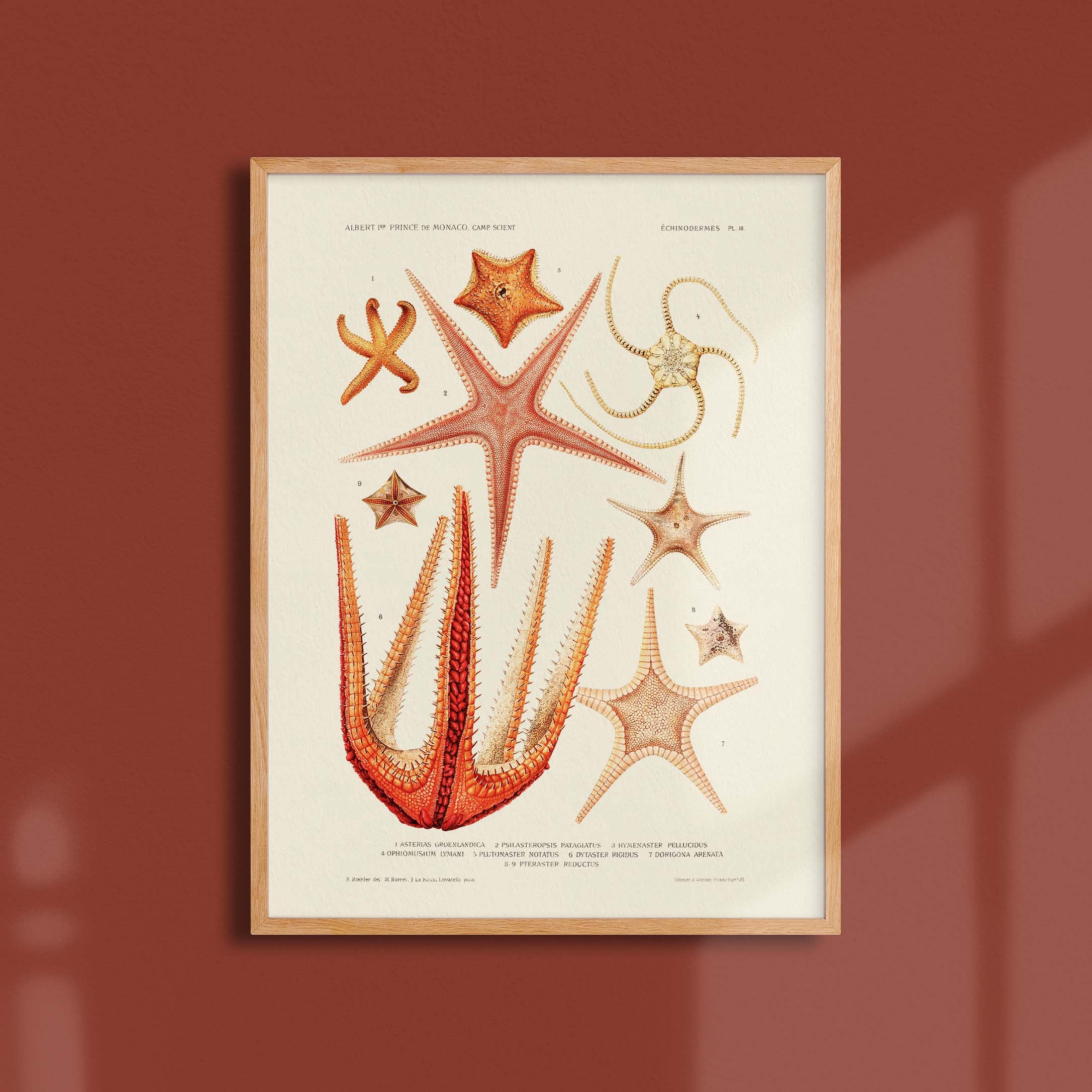 Affiche océan - Les étoiles de mer - 2-oneart.fr