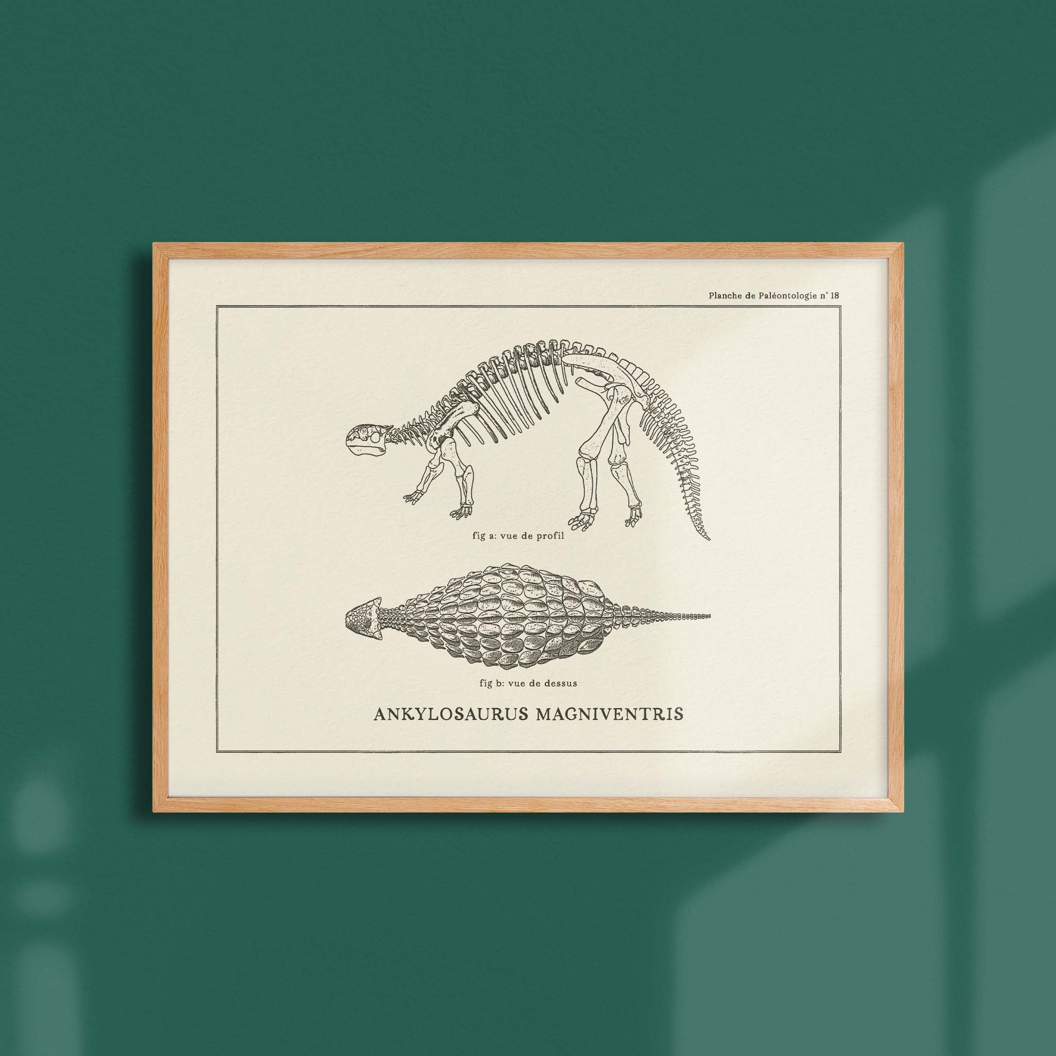 Affiche Dinosaure - Squelette d'ankylosaure-oneart.fr