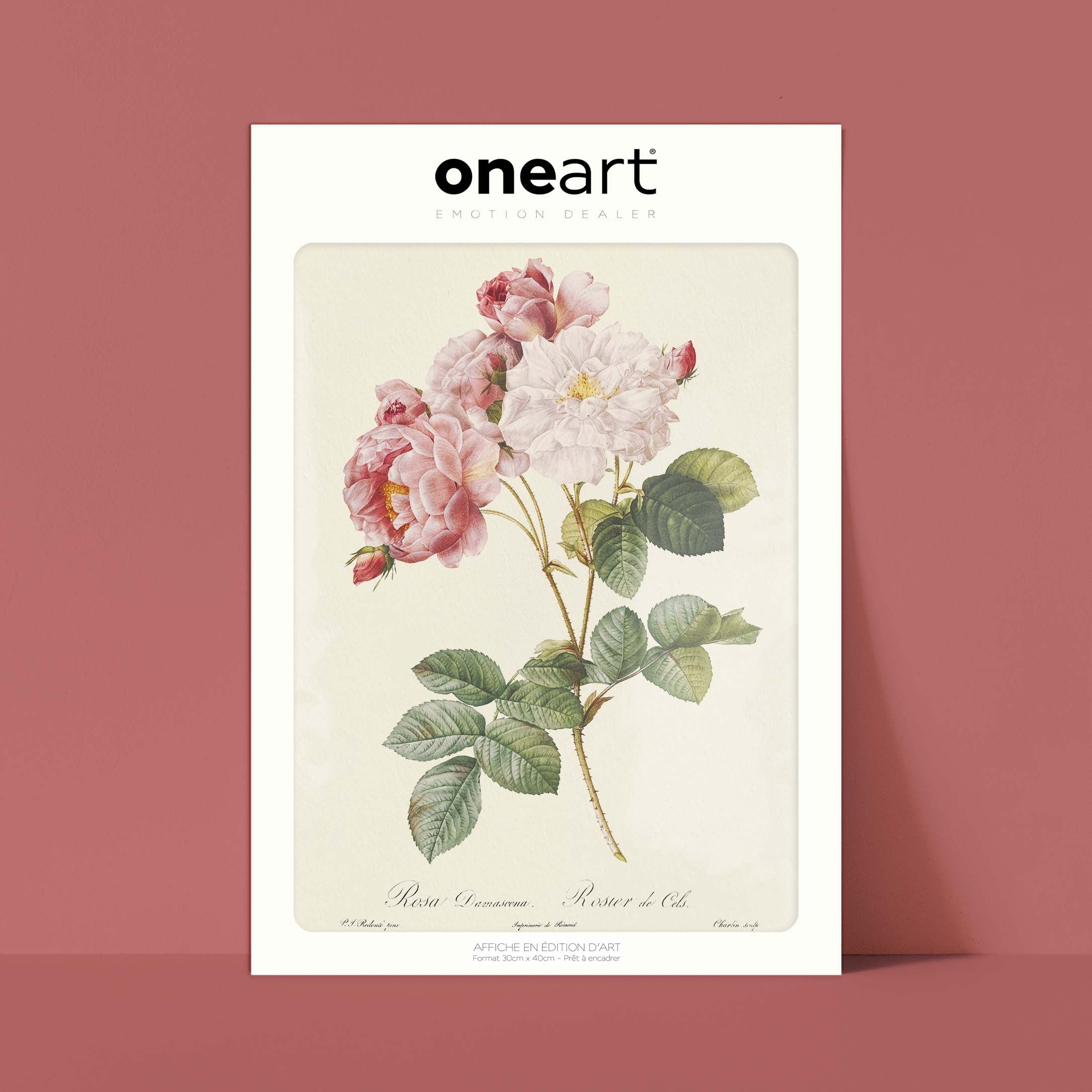 Planche botanique - Rosier de Cels-oneart.fr