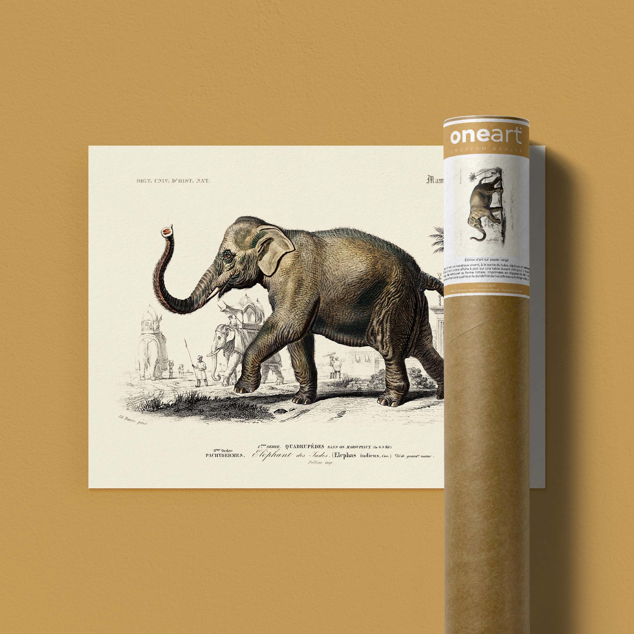 Planche de zoologie - L'éléphant des Indes-oneart.fr