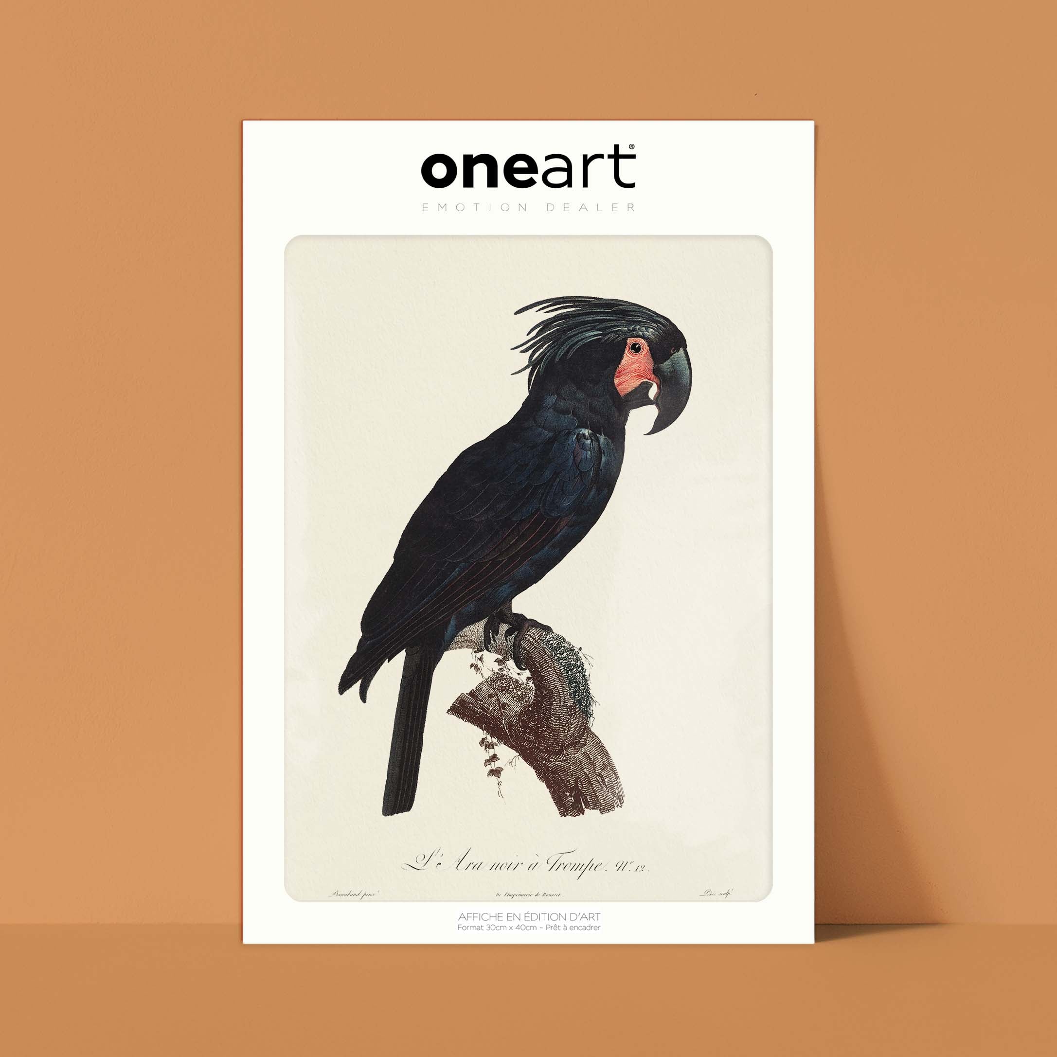 Planche d'ornithologie - L'Ara noir à trompe-oneart.fr