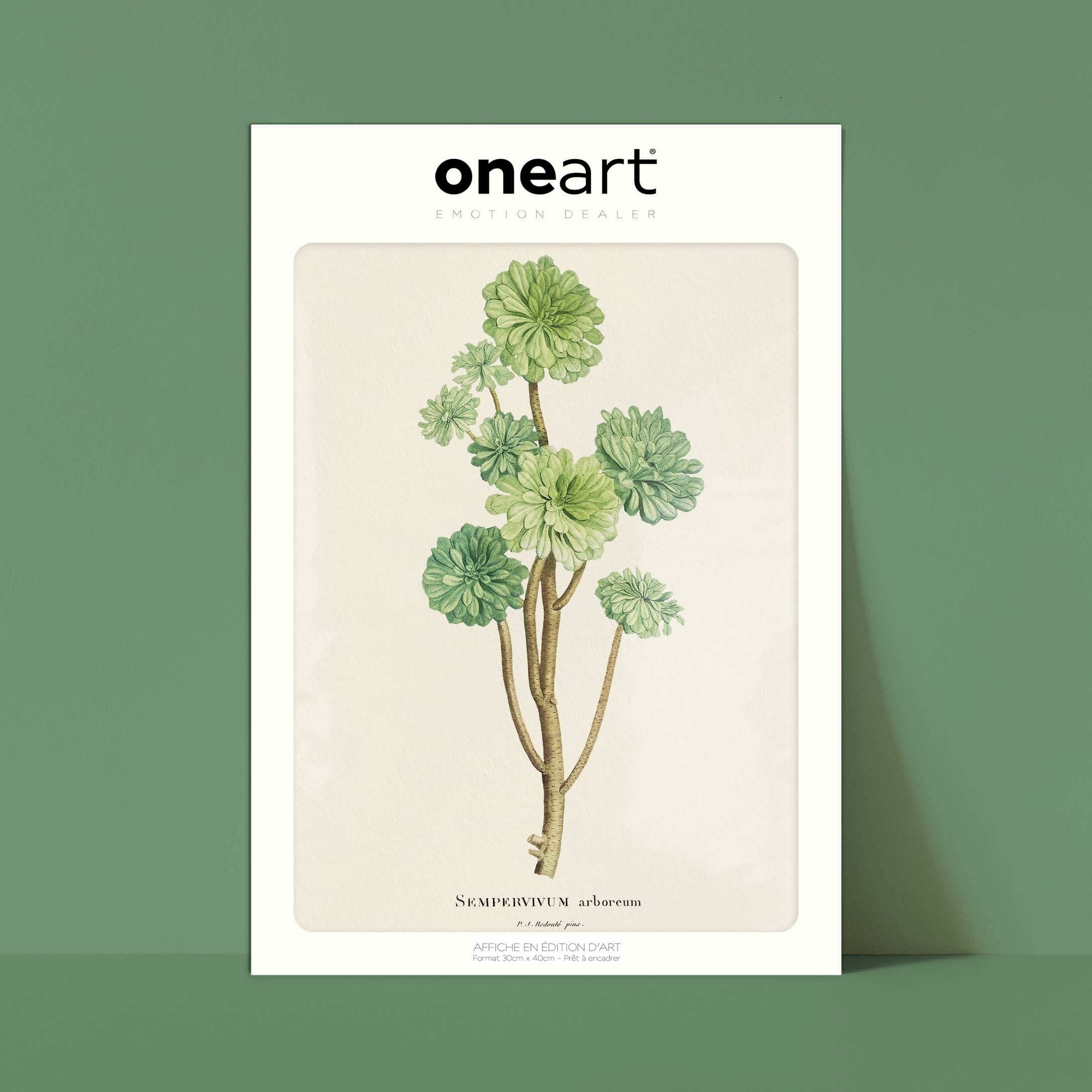 Planche botanique - Sempervivum arboreum-oneart.fr