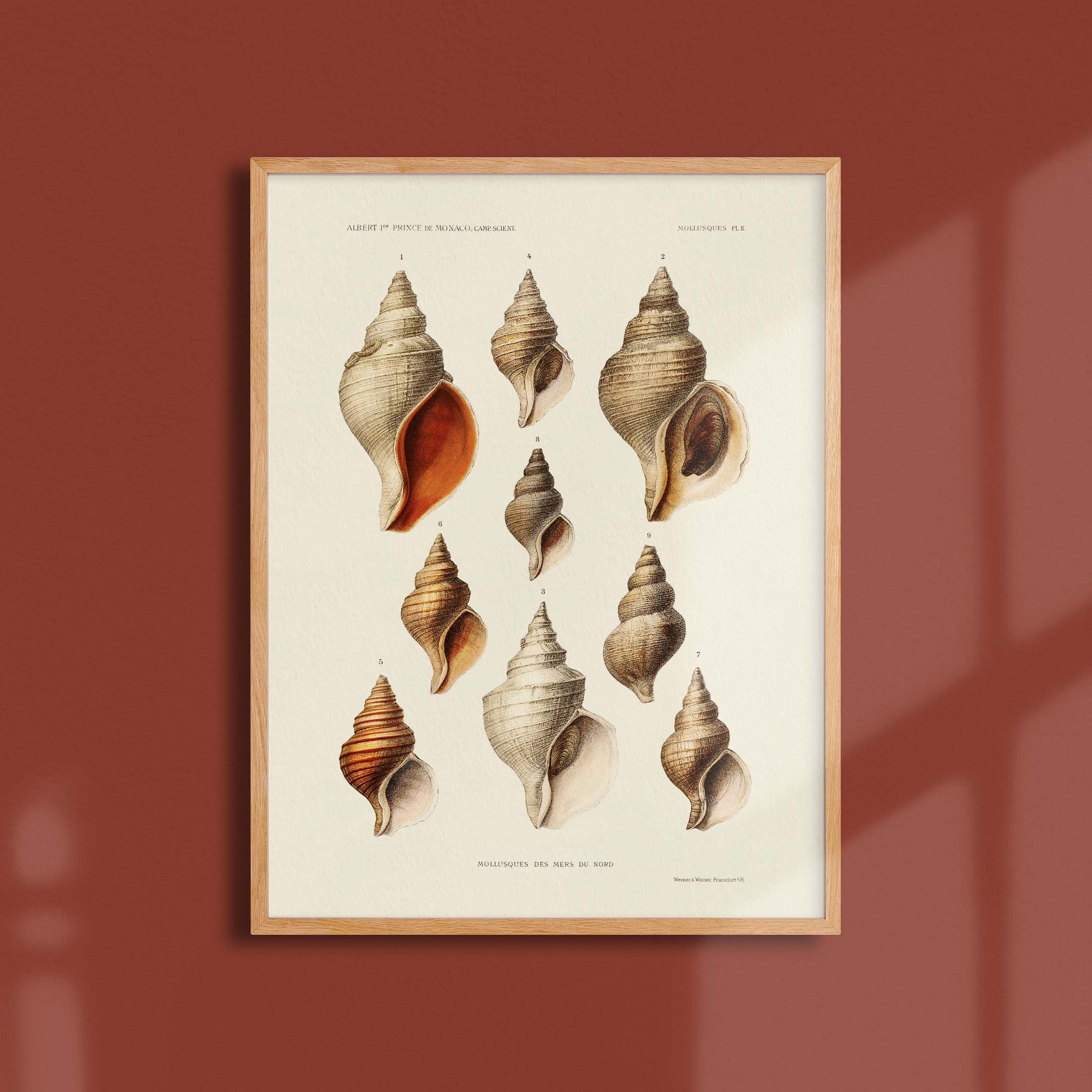 Affiche océan - Les mollusques des mers du nord-oneart.fr
