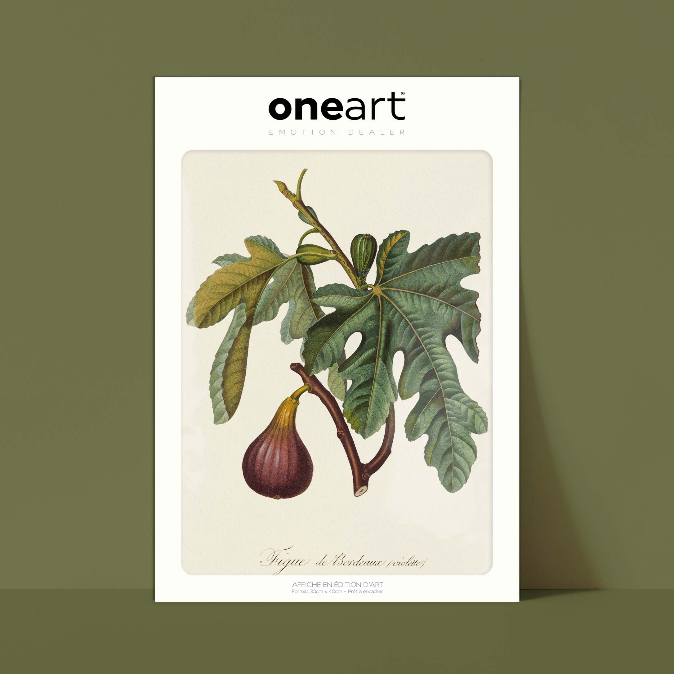 Planche botanique fruit - Figue de Bordeaux-oneart.fr