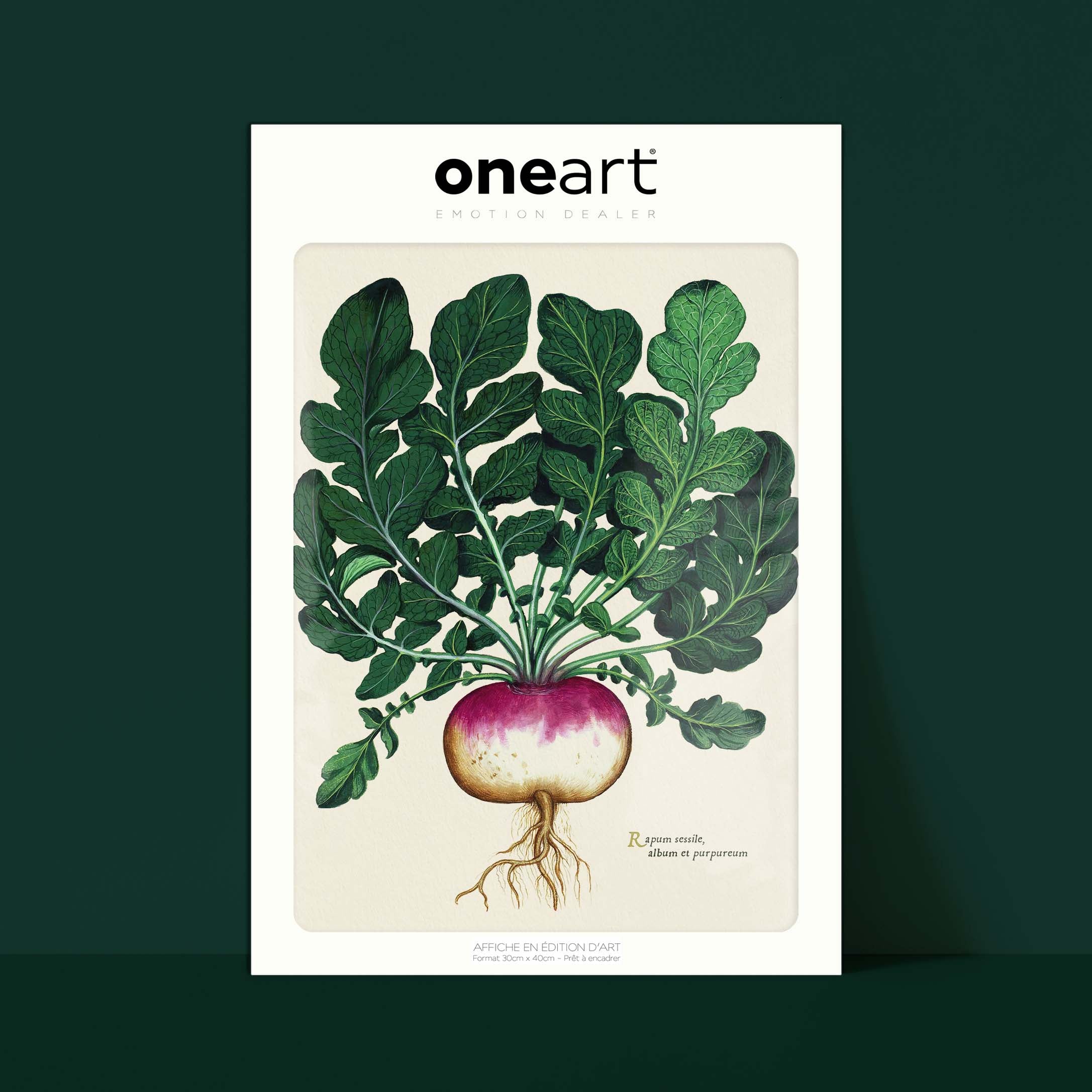 Planche botanique potager - Navet blanc globe à collet violet-oneart.fr