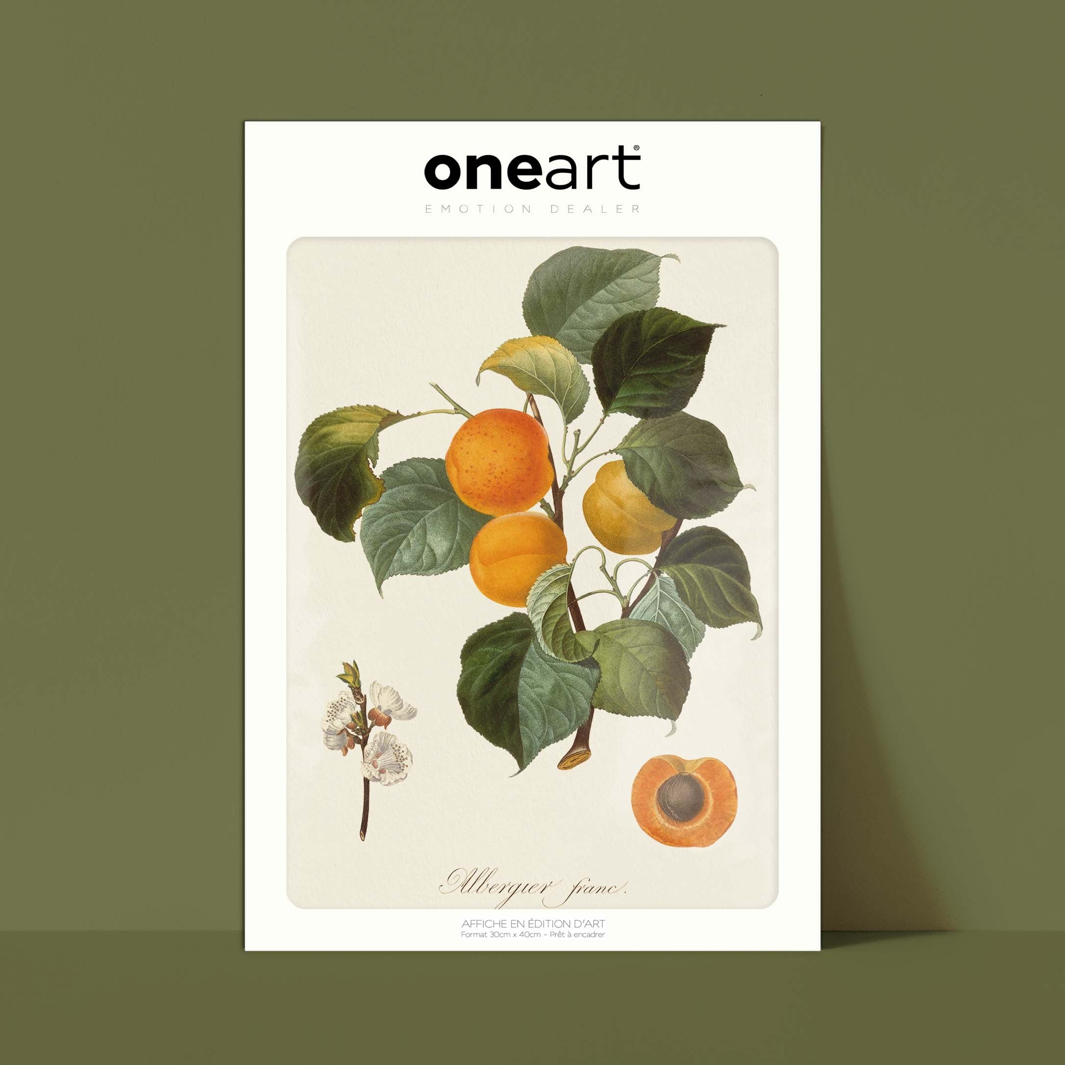 Planche botanique fruit - Albergier franc-oneart.fr