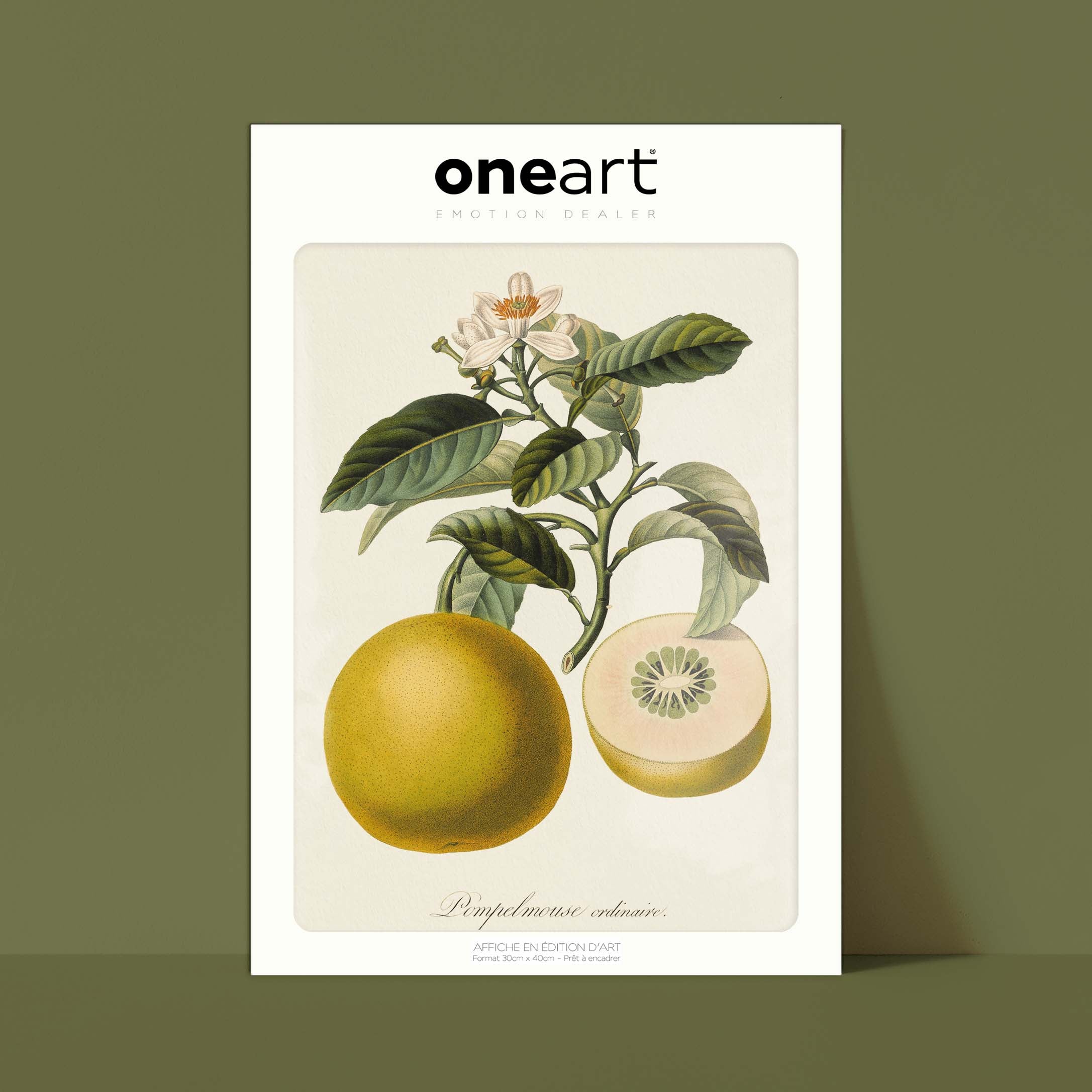 Planche botanique fruit - Pamplemousse-oneart.fr