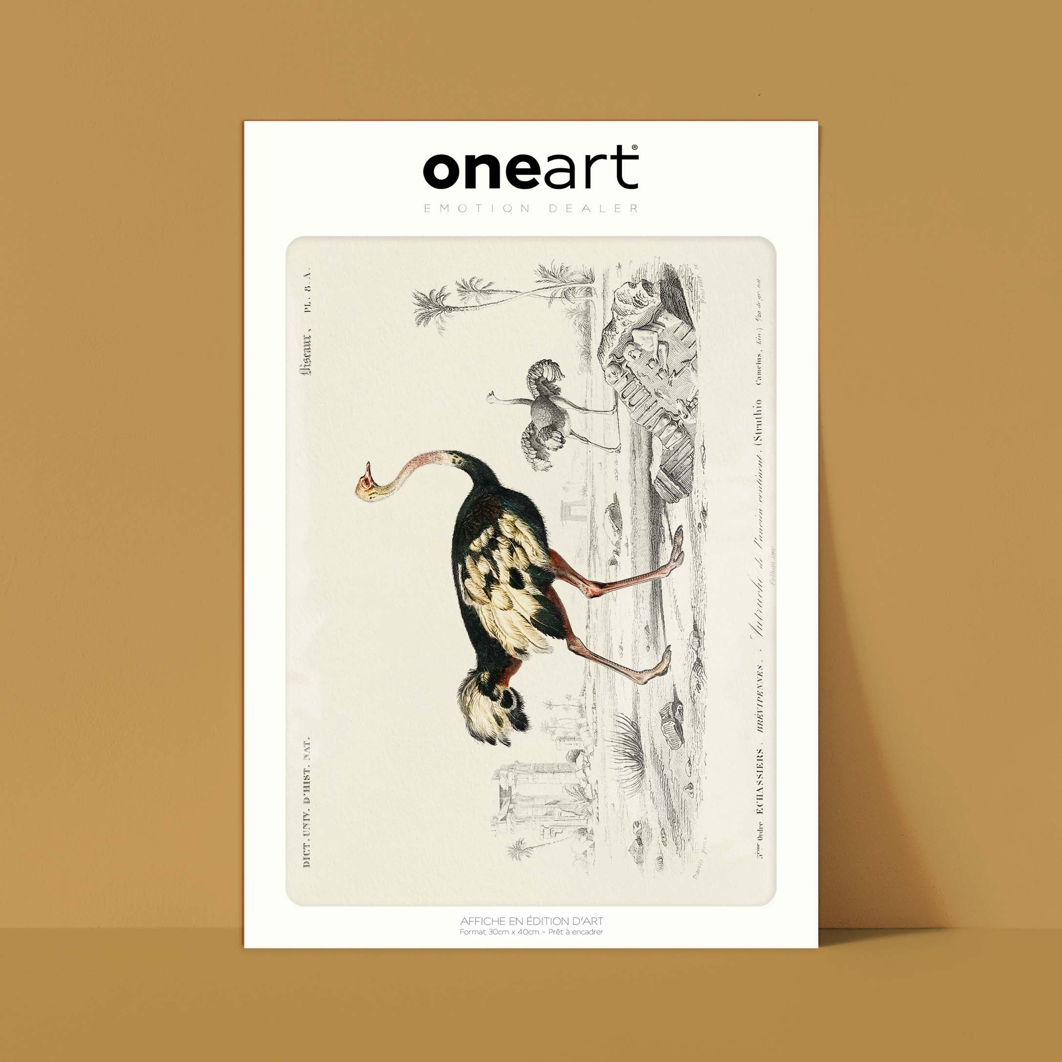 Planche de zoologie - L'autruche de l'ancien continent-oneart.fr