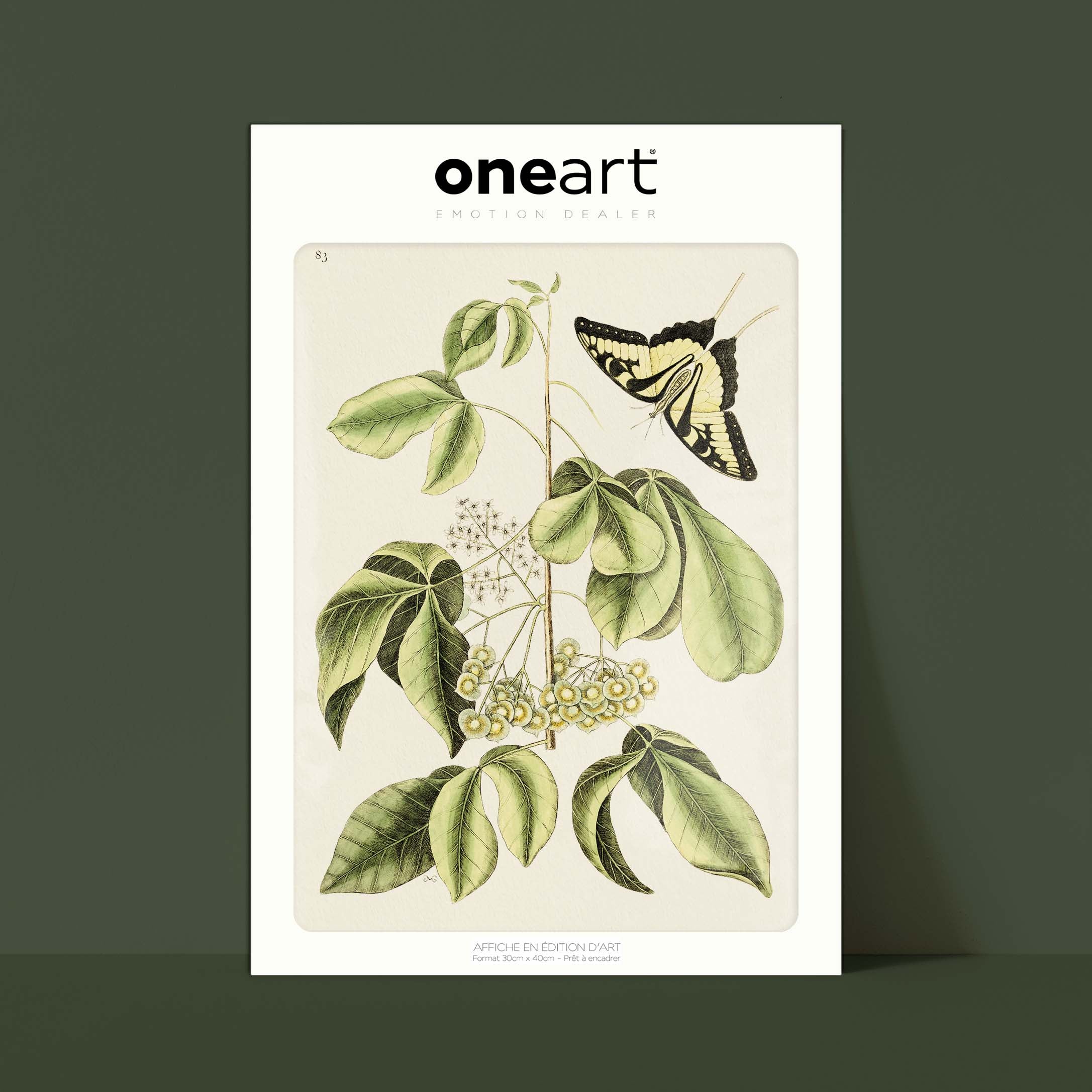 Planche botanique - Papillon machaon-oneart.fr