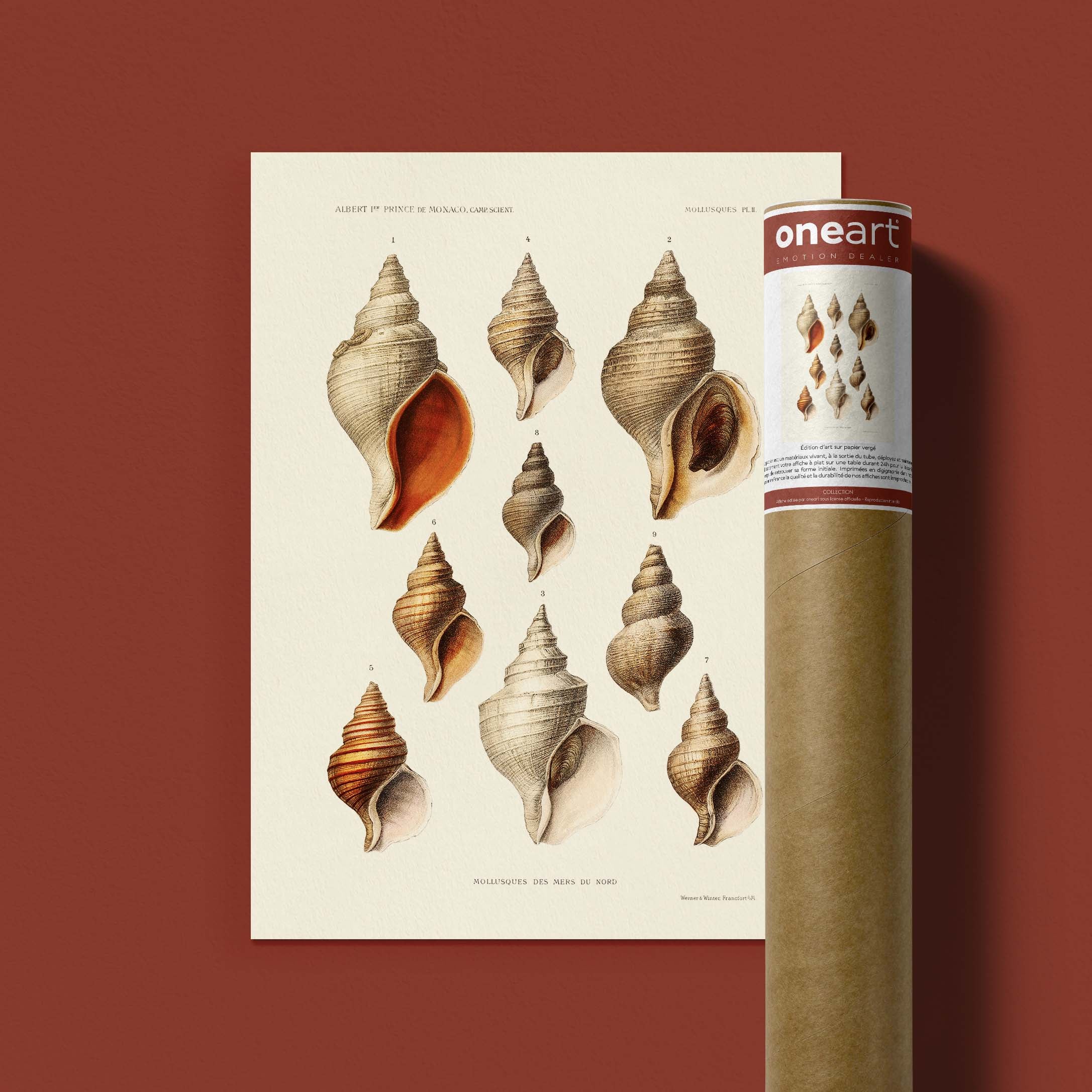 Affiche océan - Les mollusques des mers du nord-oneart.fr
