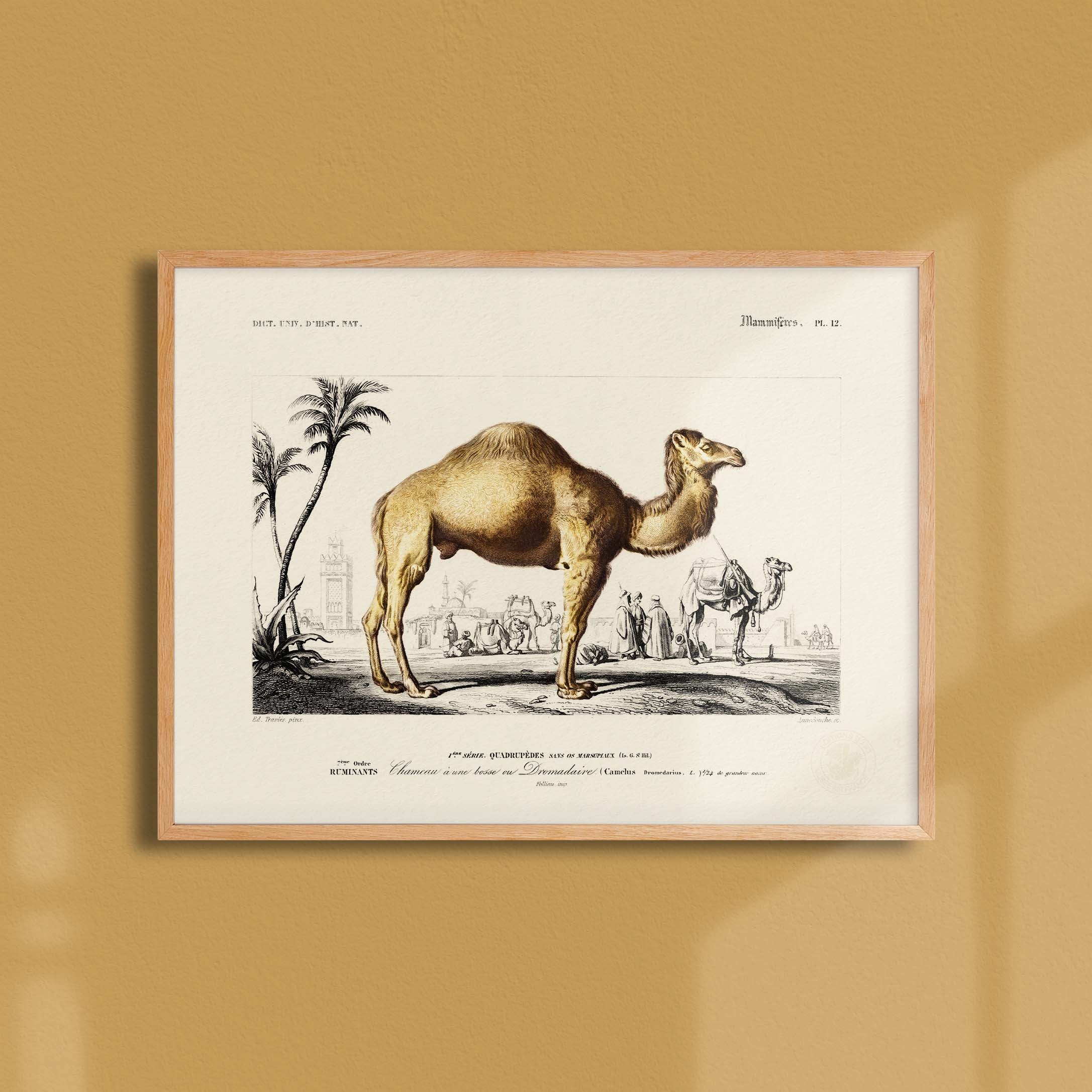 Planche de zoologie - Le dromadaire-oneart.fr