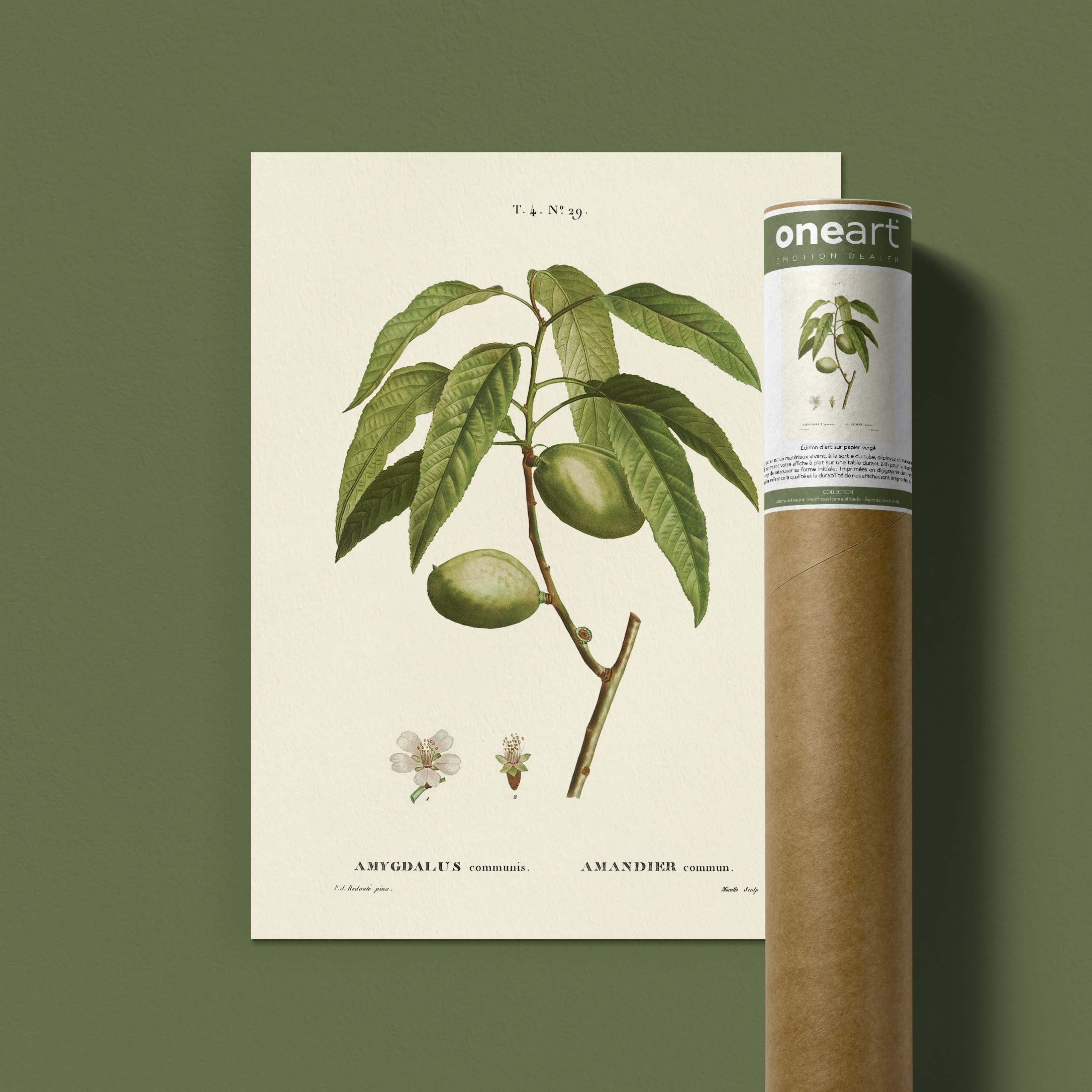 Planche botanique fruit - Amandier-oneart.fr