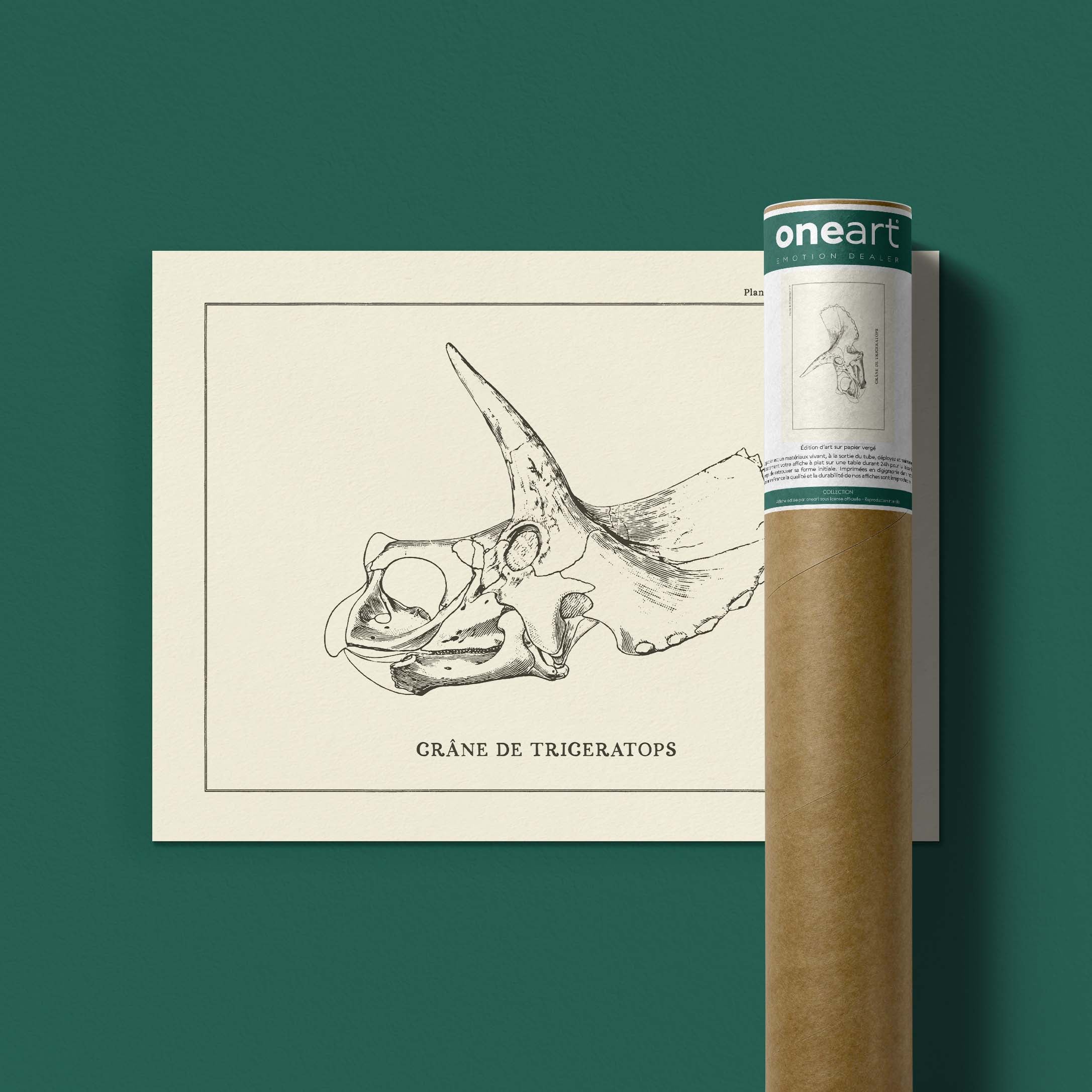 Affiche Dinosaure - Crâne de triceratops-oneart.fr