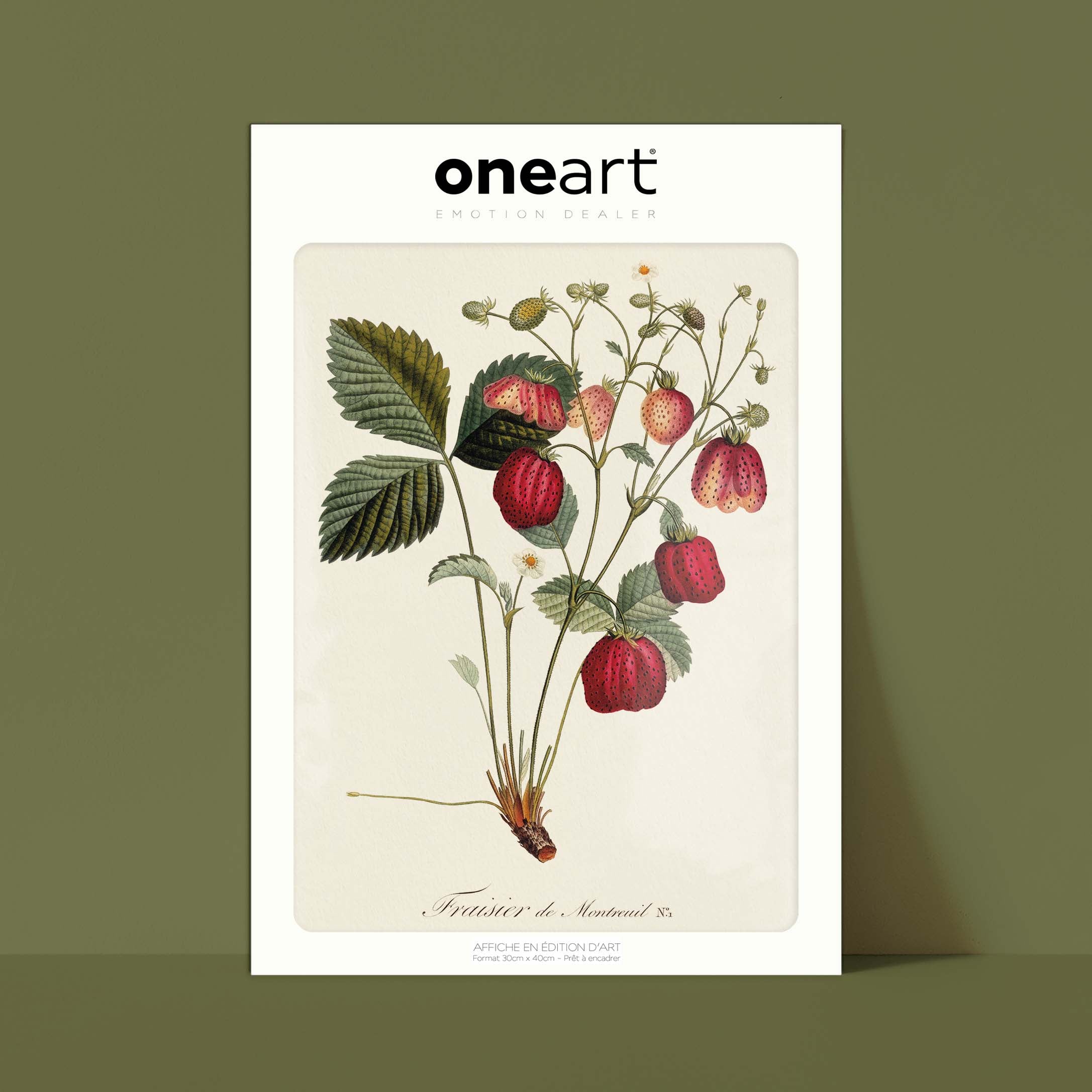 Planche botanique fruit - Fraisier de Montreuil-oneart.fr
