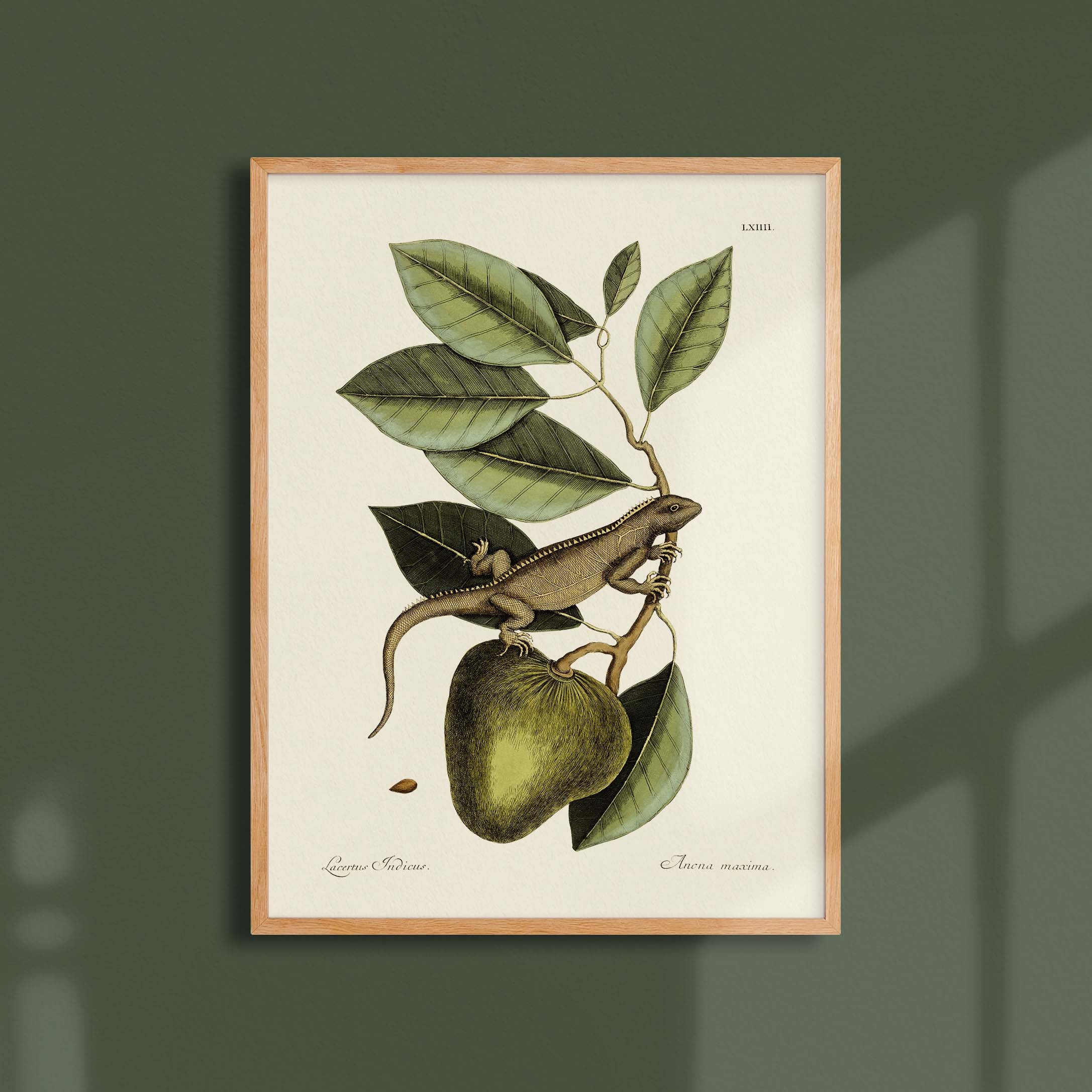 Planche botanique - Iguane-oneart.fr