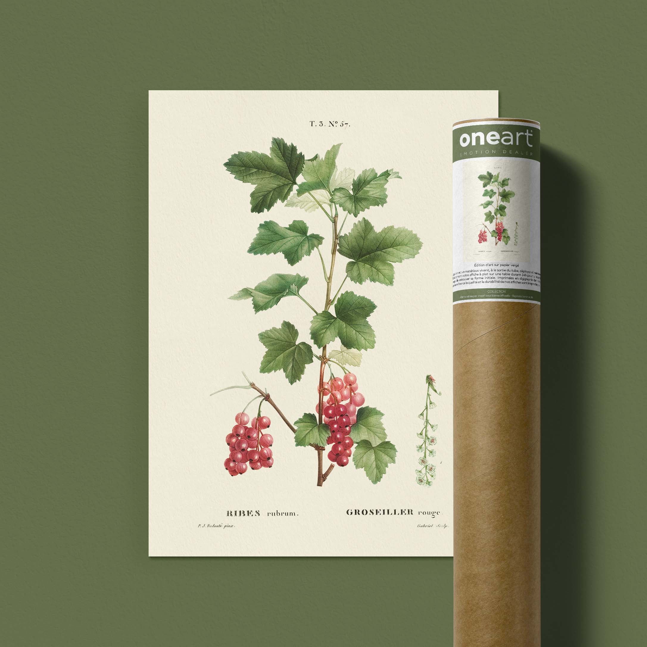Planche botanique fruit - Groseiller-oneart.fr