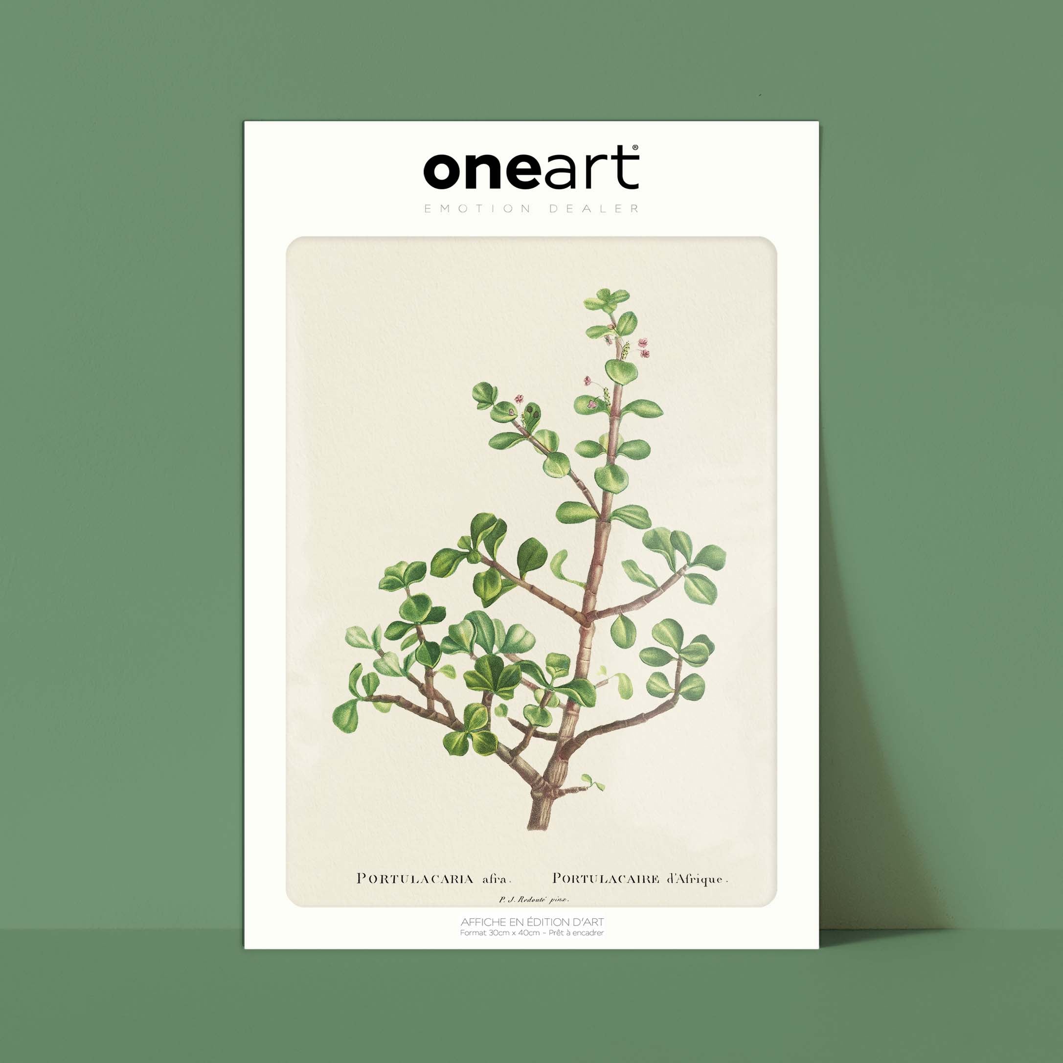 Planche botanique - Portulacaria afra-oneart.fr