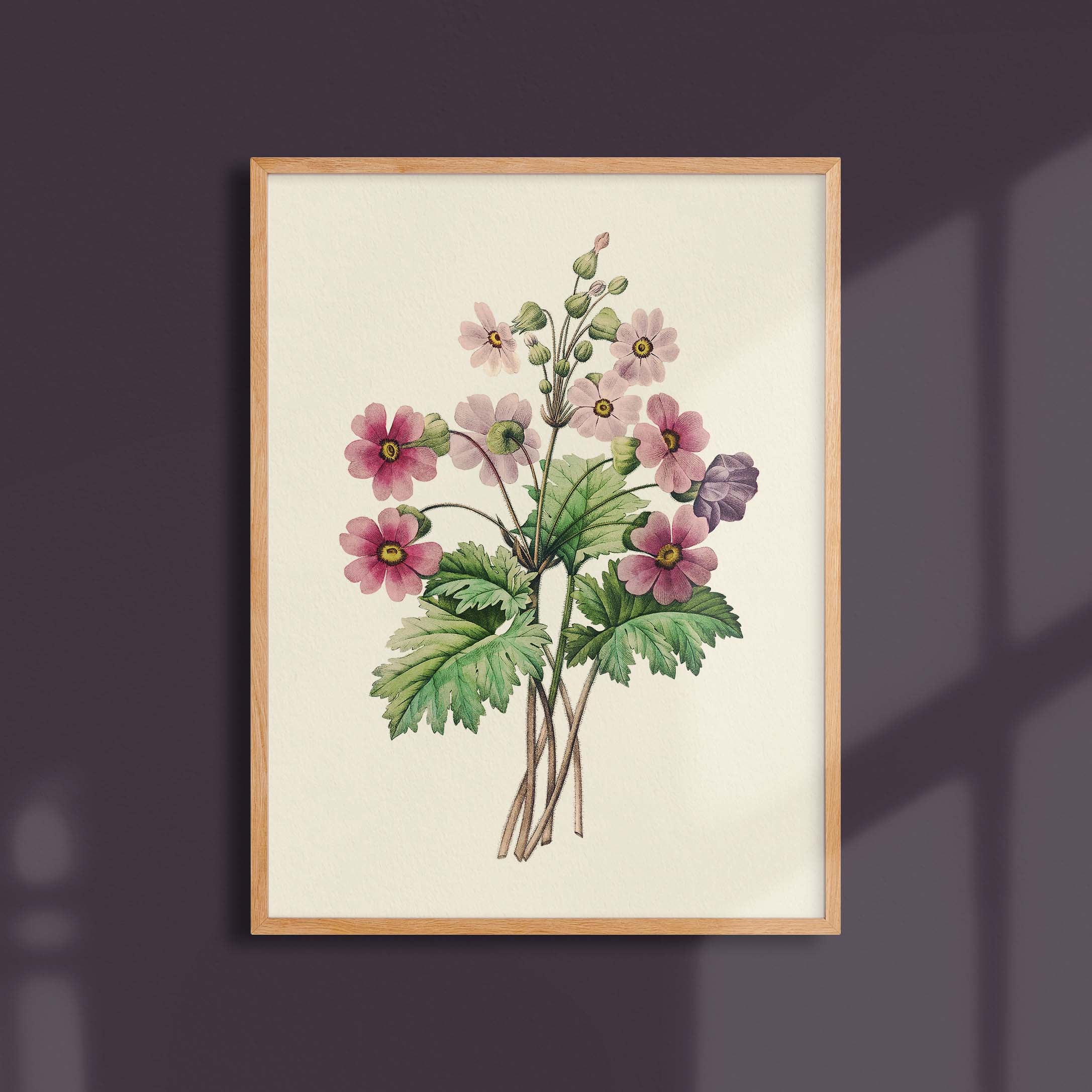 Planche botanique - Primevère de Chine-oneart.fr