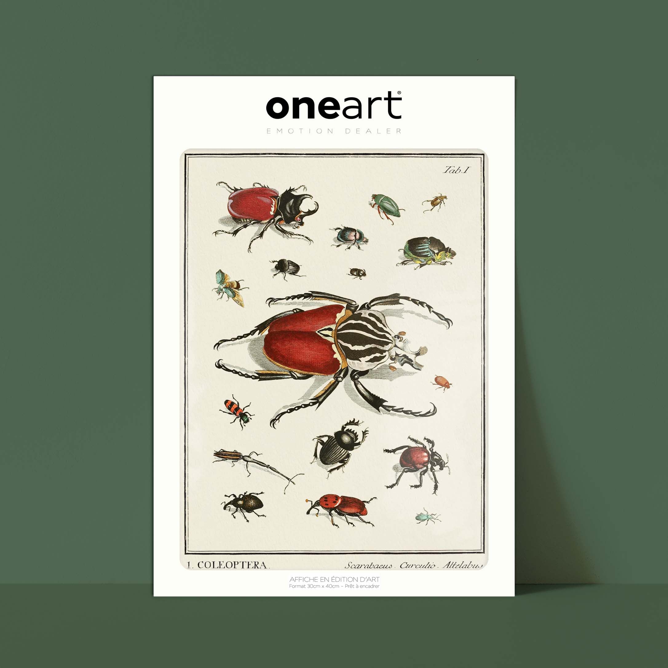 Planche d'entomologie - Coleoptera - 1-oneart.fr