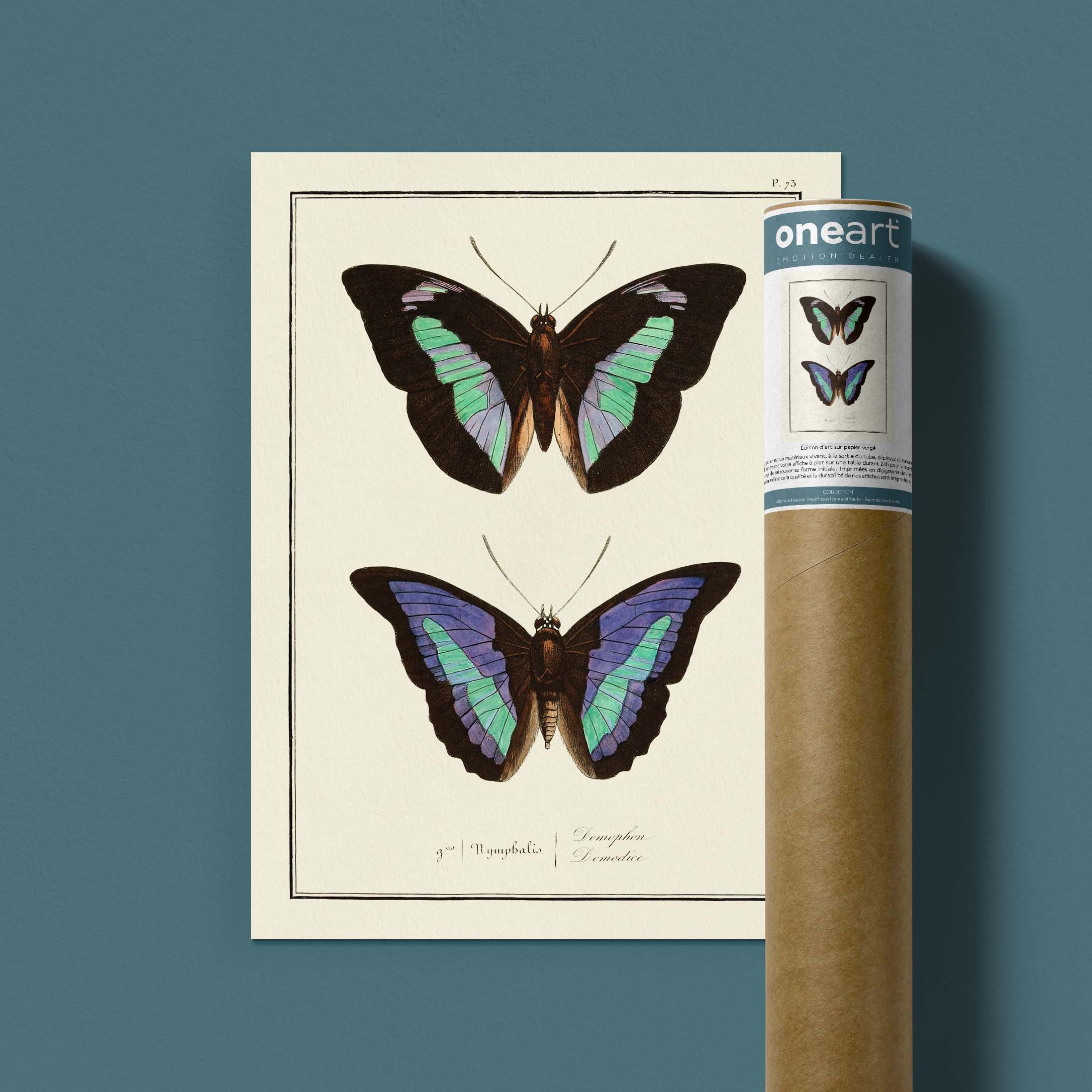 Planche d'entomologie Papillons - N°73-oneart.fr