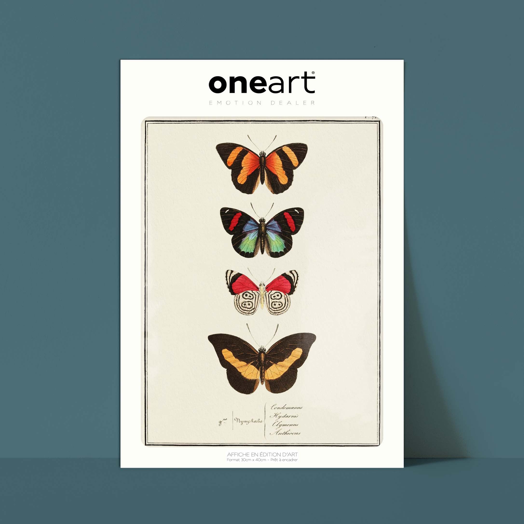 Planche d'entomologie Papillons - N°72-oneart.fr