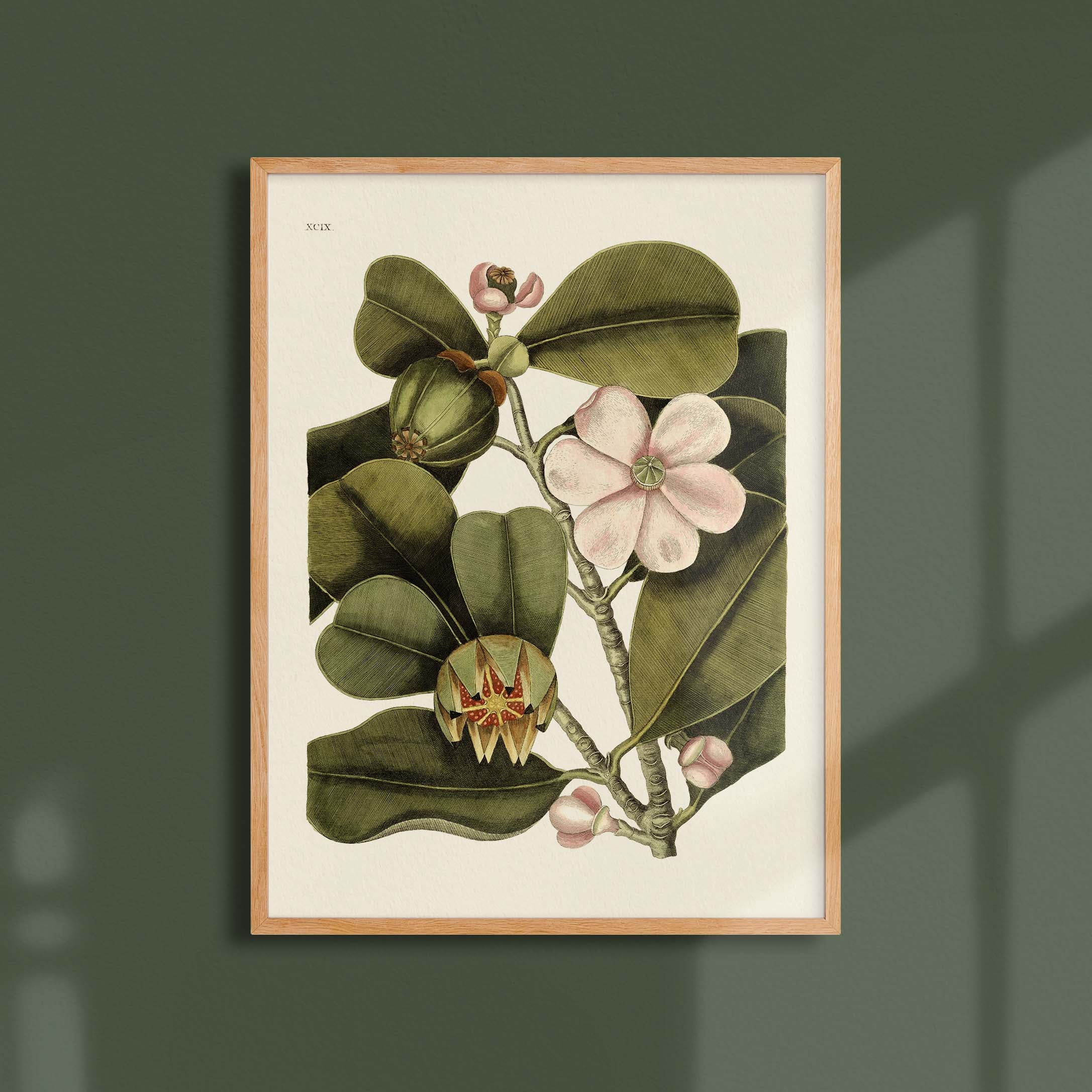 Planche botanique - Balsam-oneart.fr