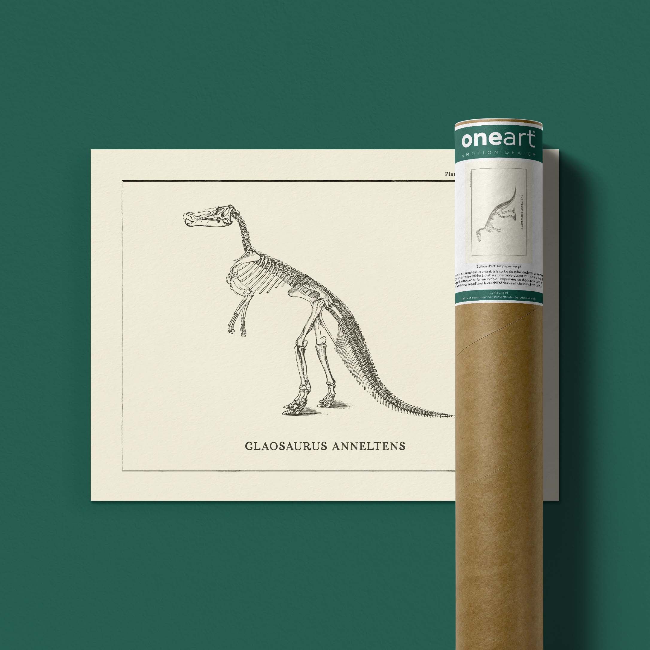 Affiche Dinosaure - Squelette de Claosaure-oneart.fr