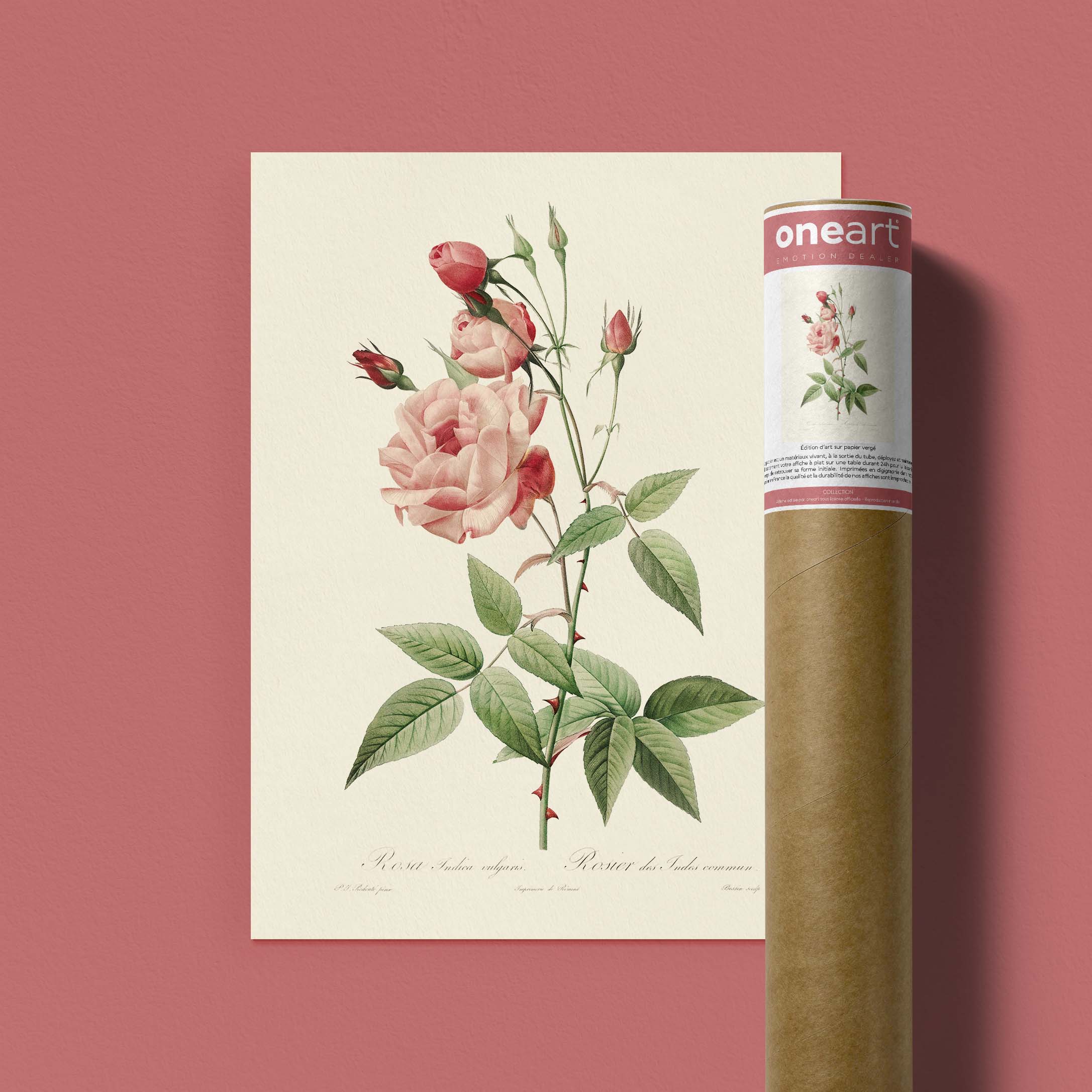 Planche botanique - Rosier des Indes-oneart.fr