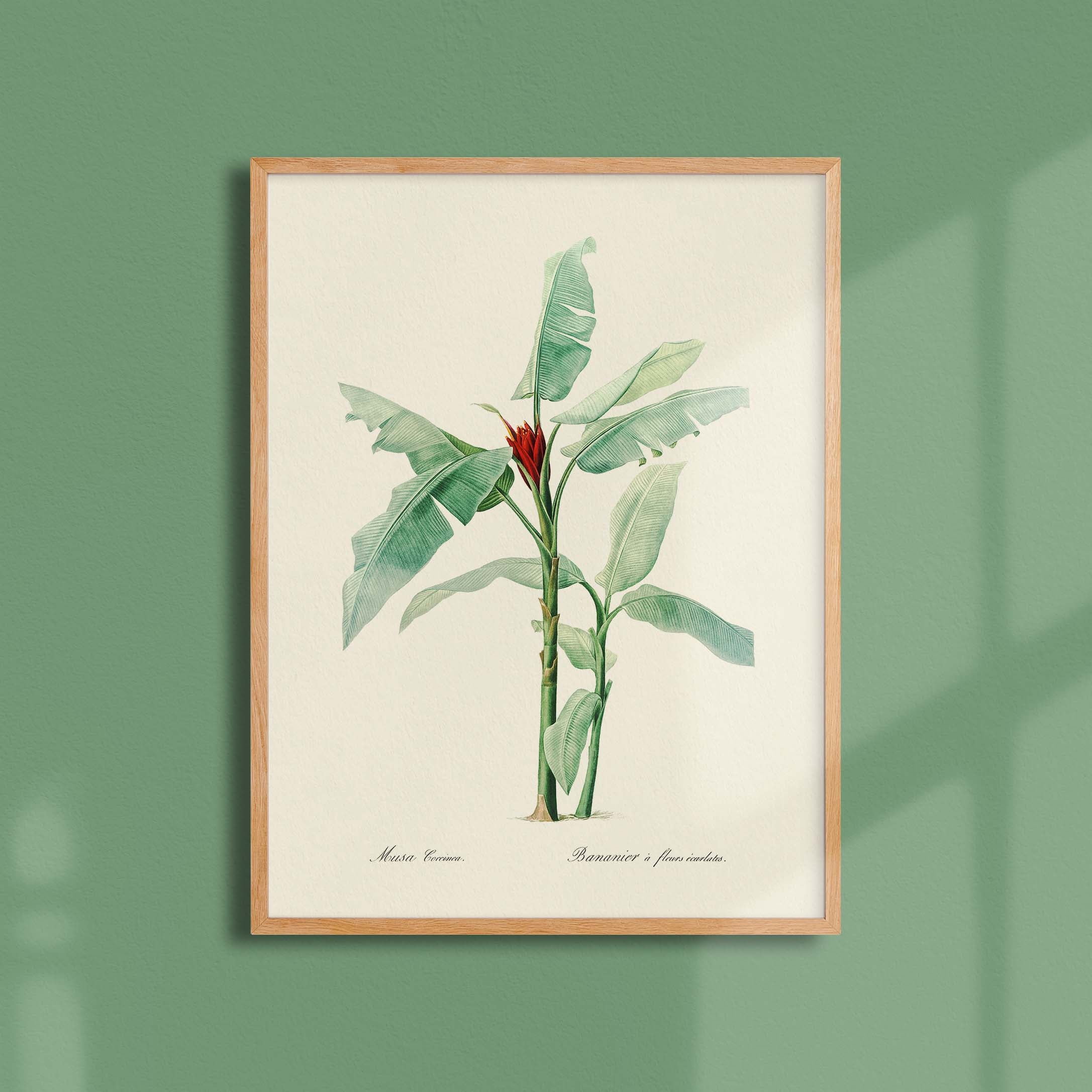 Planche botanique - Bananier à fleurs écarlates-oneart.fr