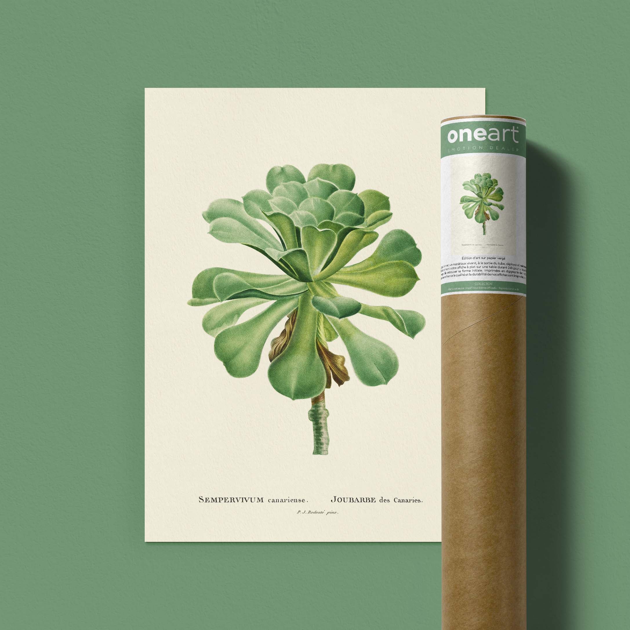 Planche botanique - Sempervivum canariense-oneart.fr