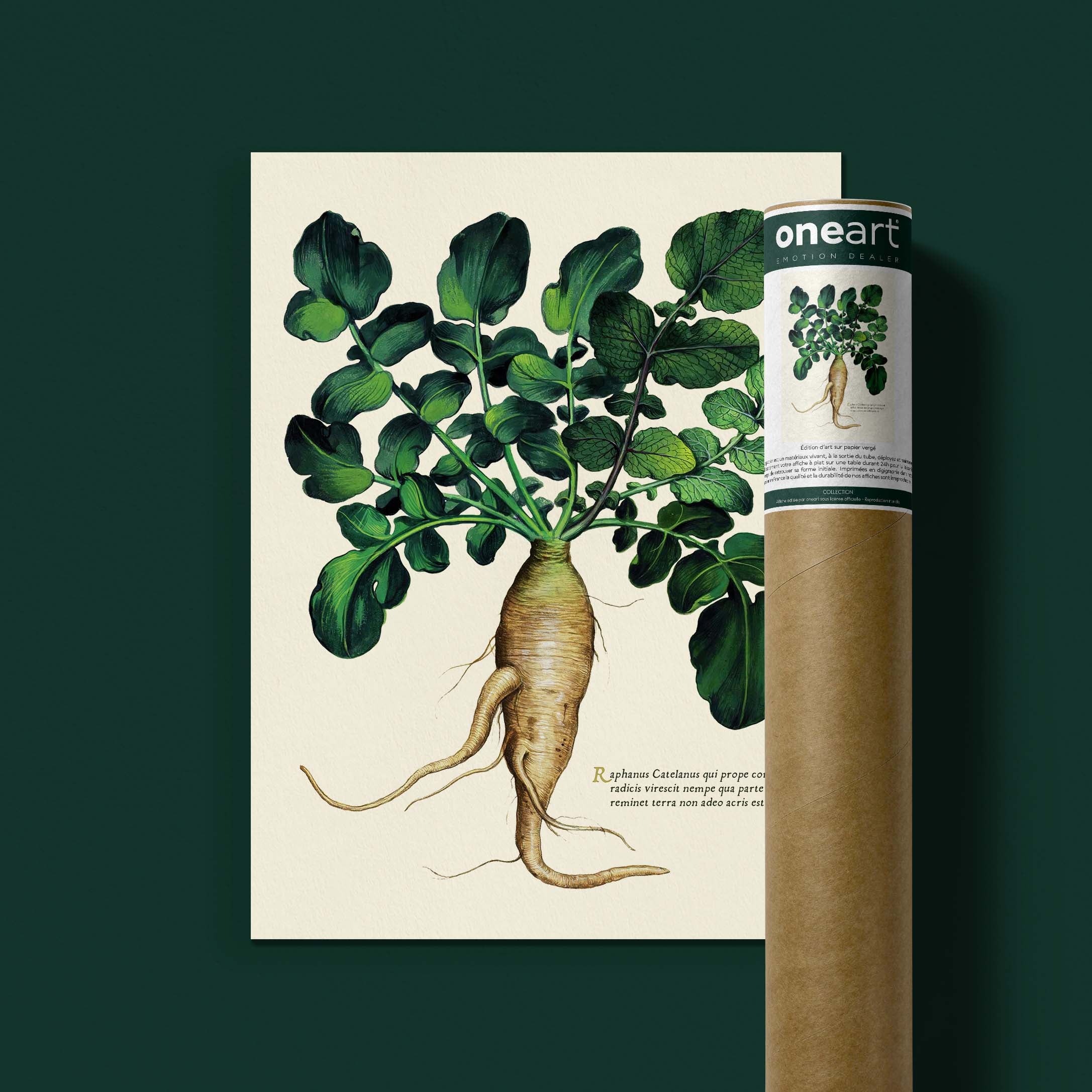 Planche botanique potager - Gros radis blanc-oneart.fr