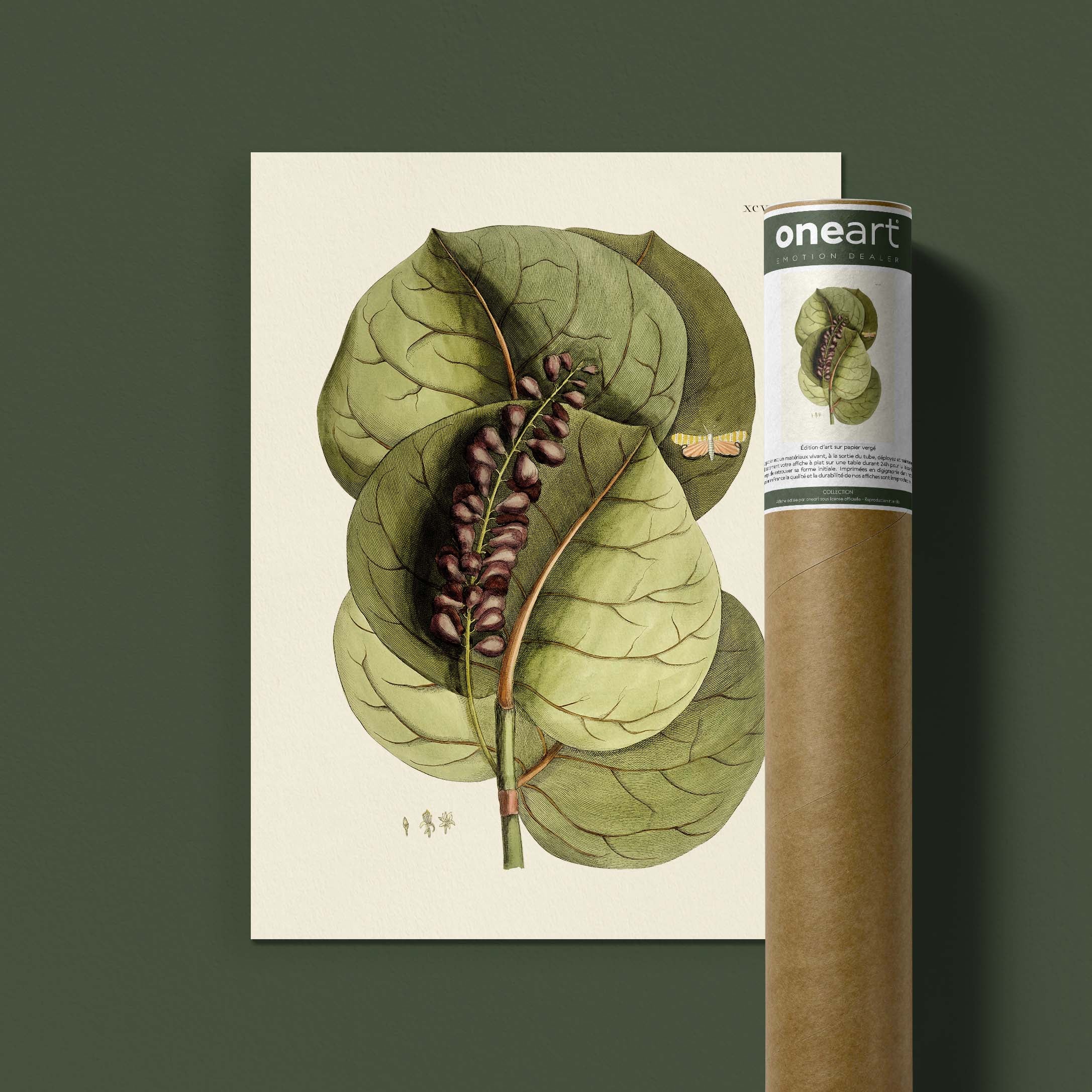 Planche botanique - Prunier des grèves-oneart.fr