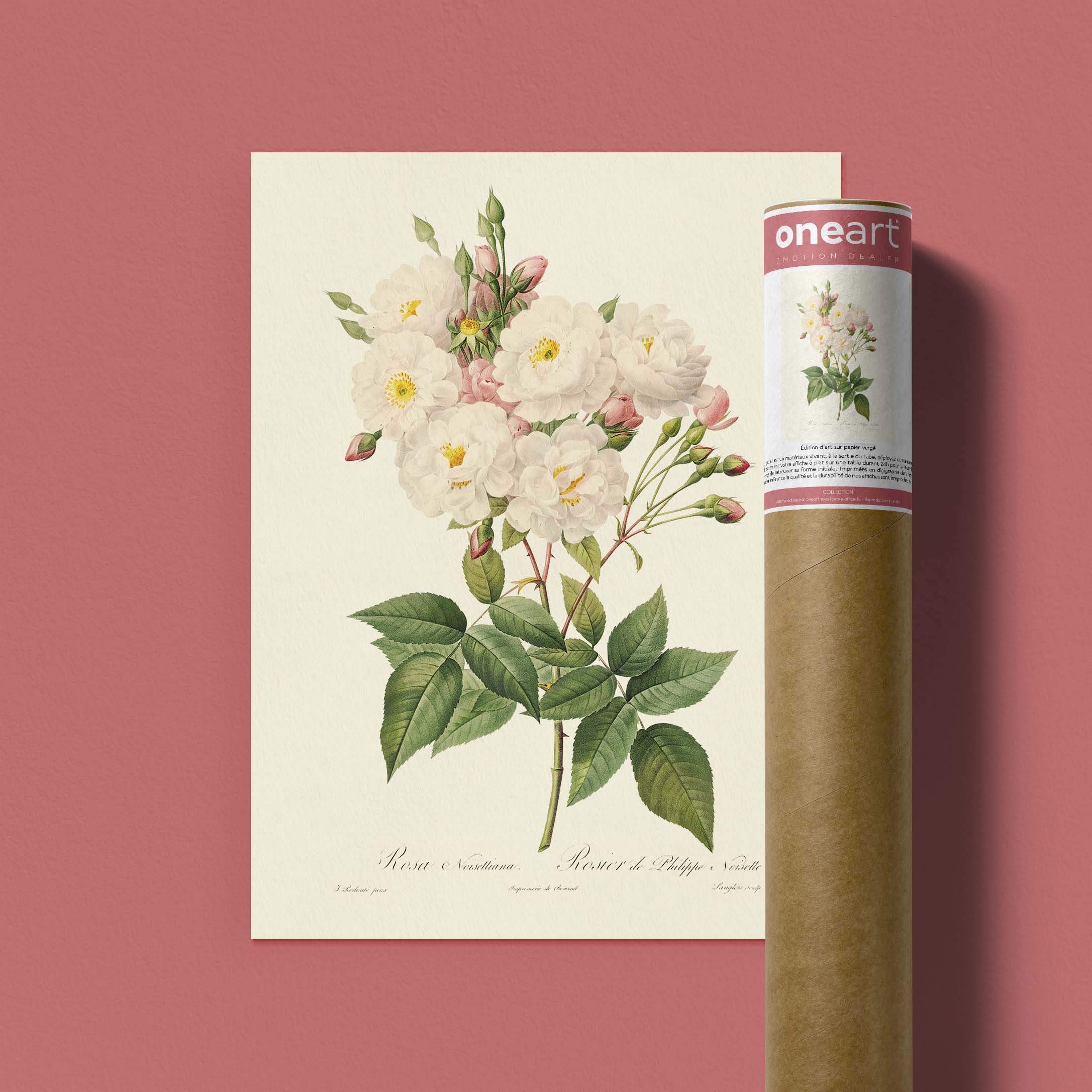 Planche botanique - Rosier de Philippe Noisette-oneart.fr