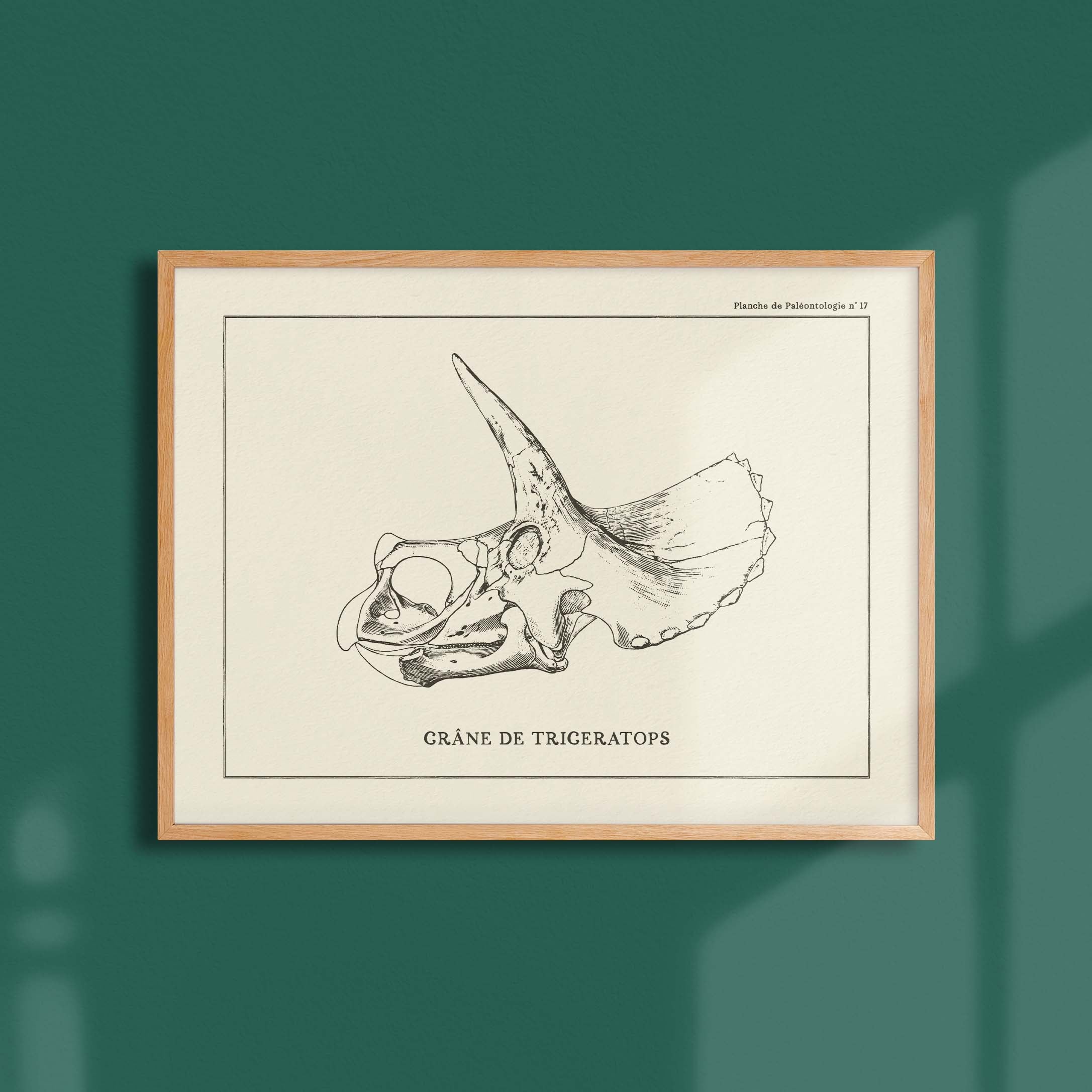 Affiche Dinosaure - Crâne de triceratops-oneart.fr