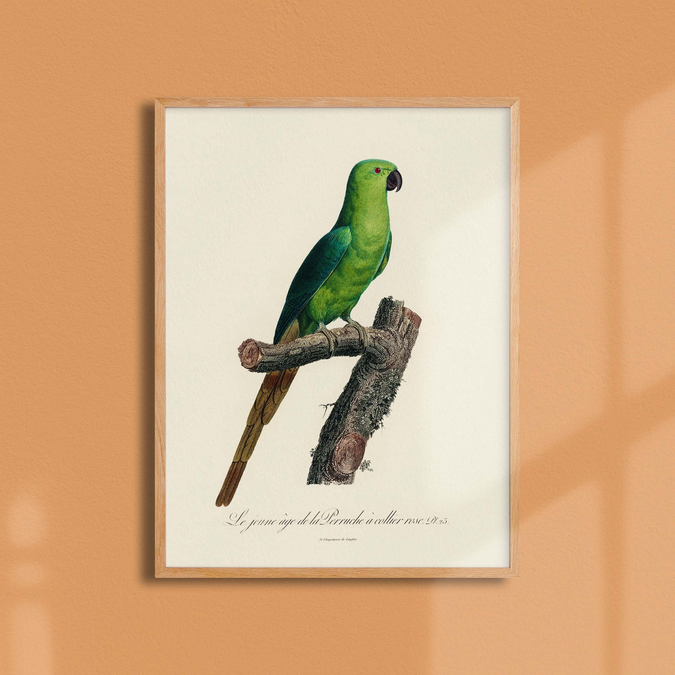 Planche d'ornithologie - La perruche à collier rose-oneart.fr