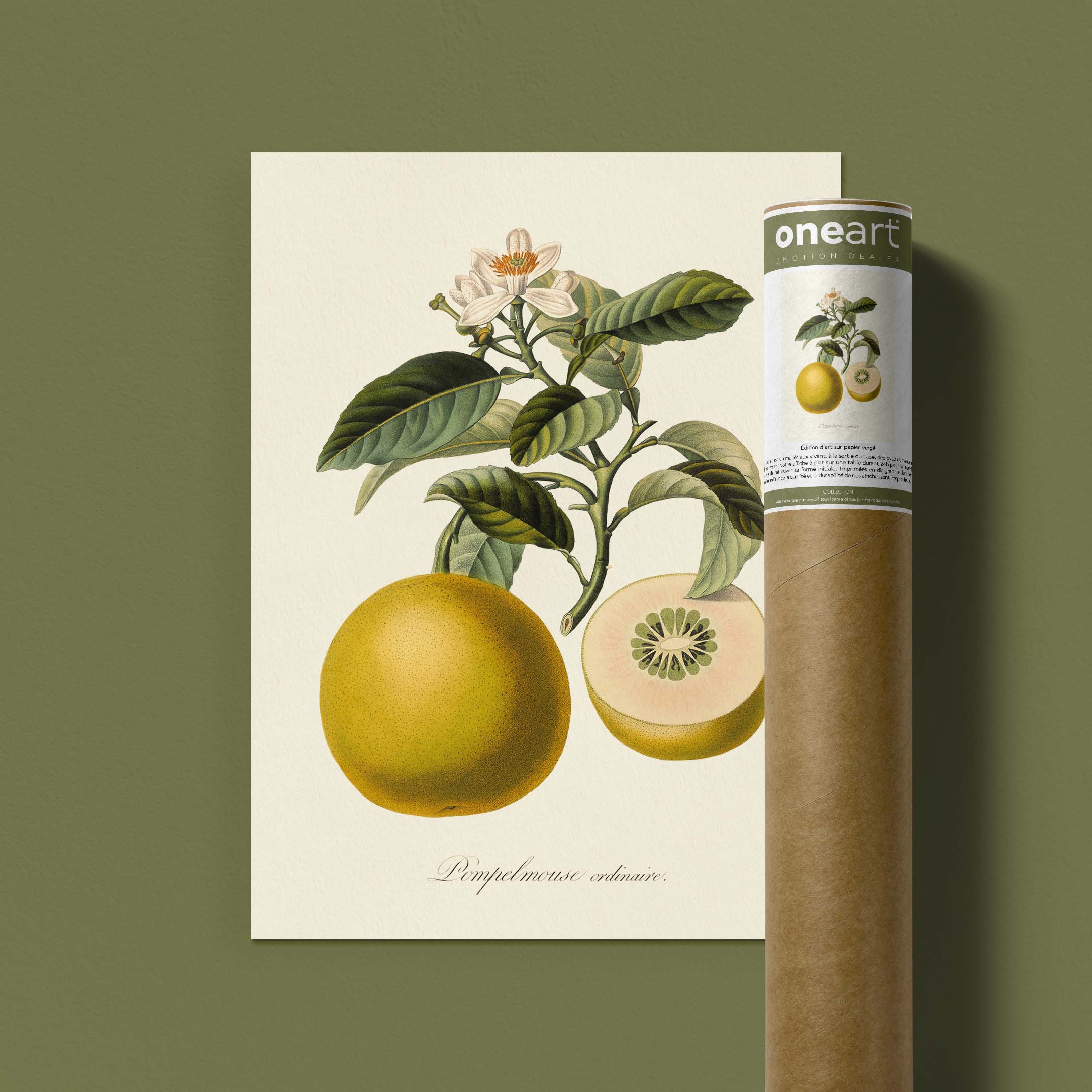 Planche botanique fruit - Pamplemousse-oneart.fr