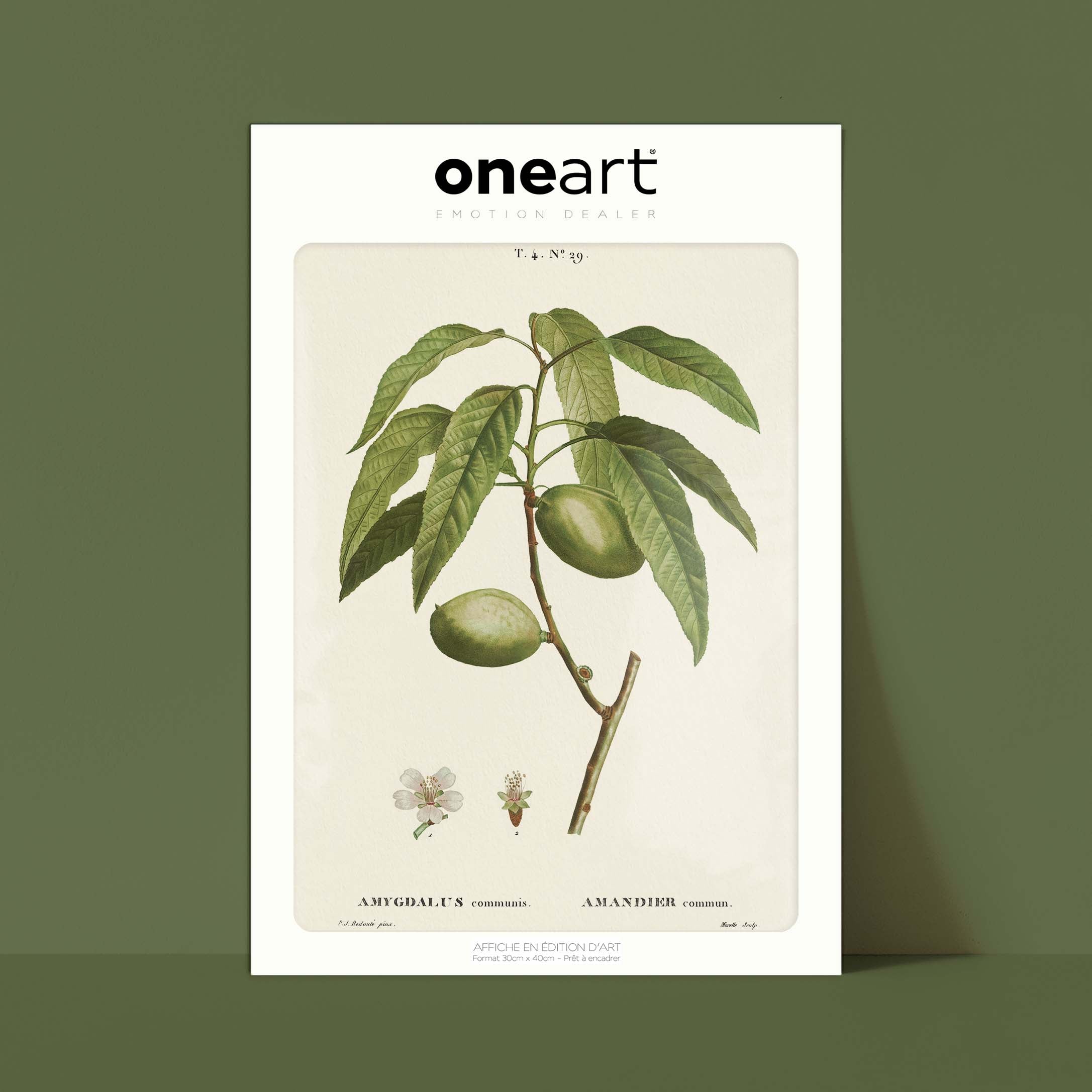 Planche botanique fruit - Amandier-oneart.fr