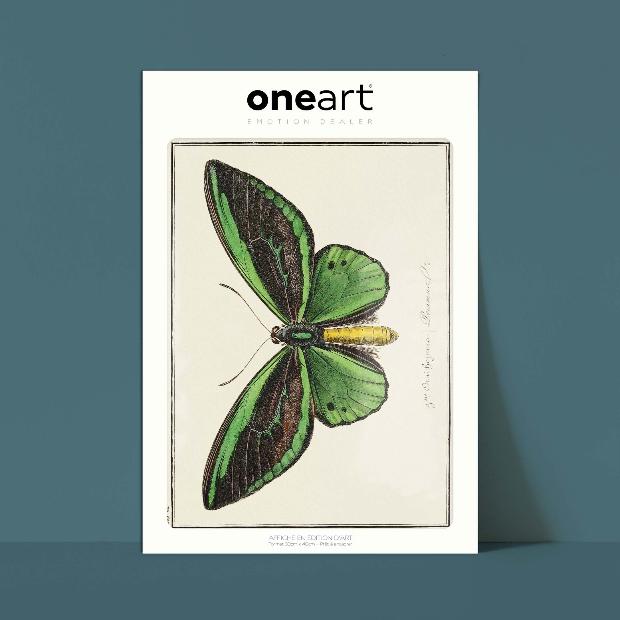 Planche d'entomologie Papillon - N°4-oneart.fr