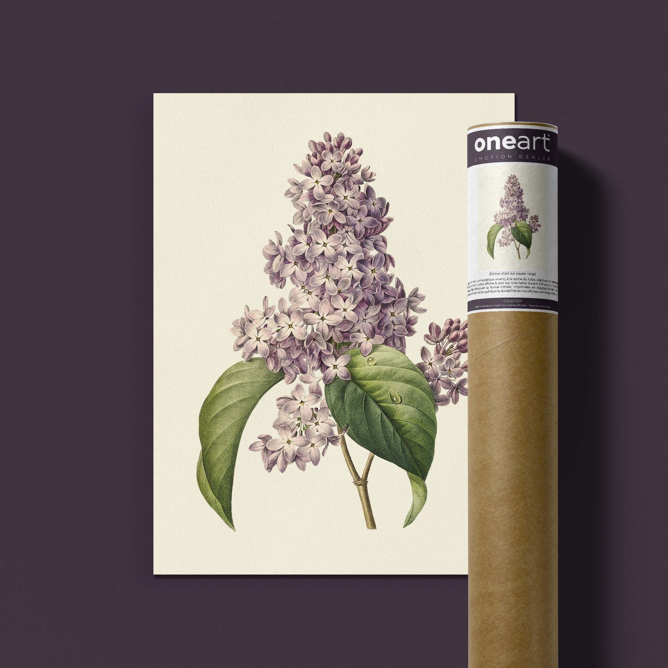 Planche botanique - Lilas-oneart.fr